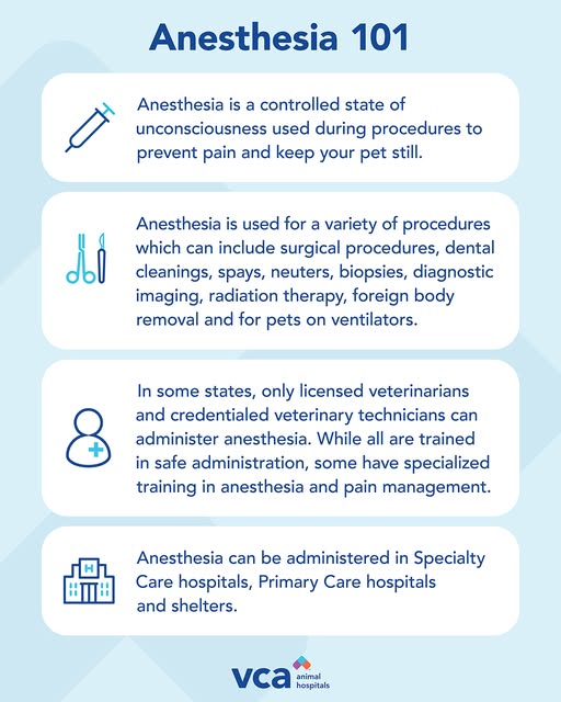 Metzger Animal Hospital: Mannino Shelly DVM State College