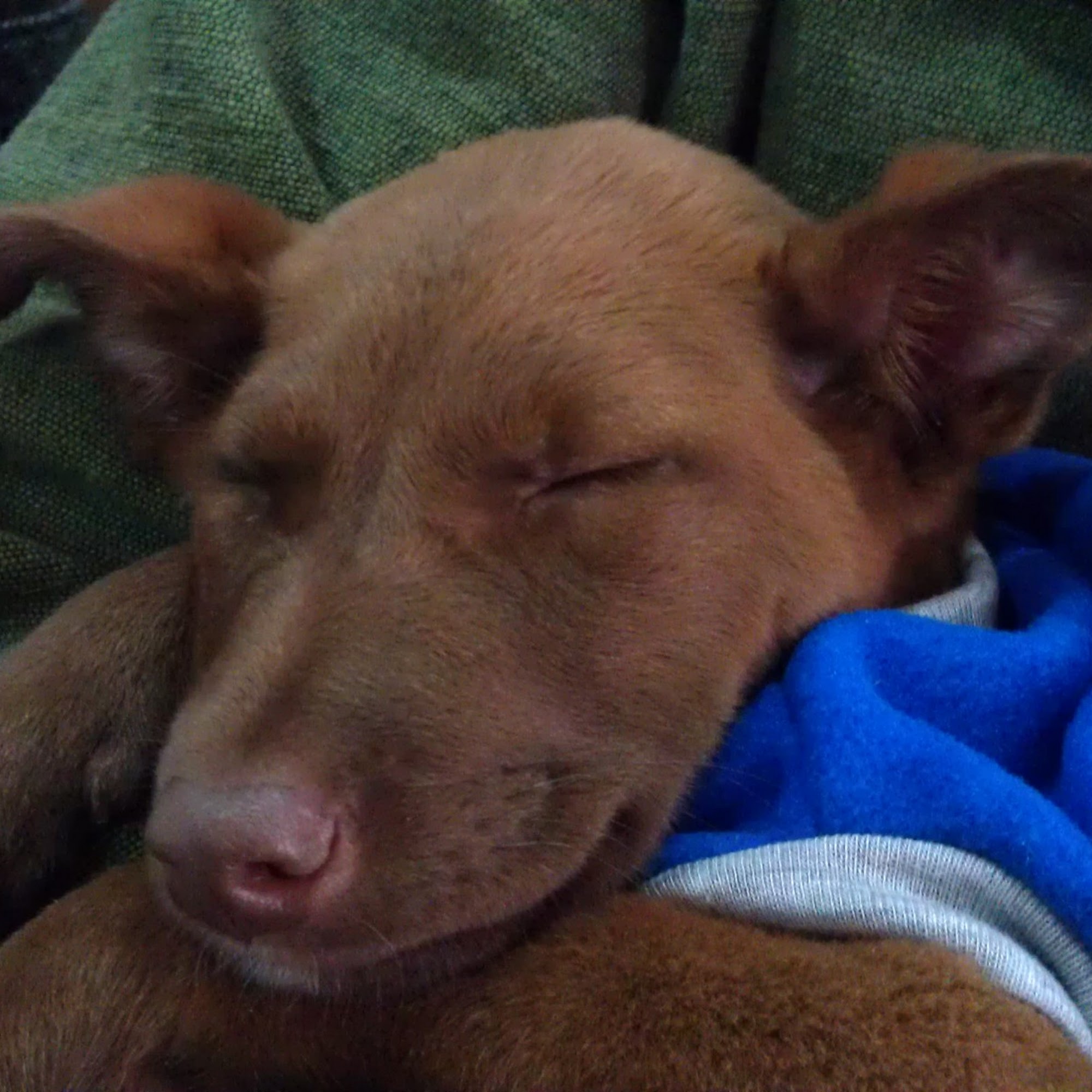 Wipe Your Paws Dog Grooming State College