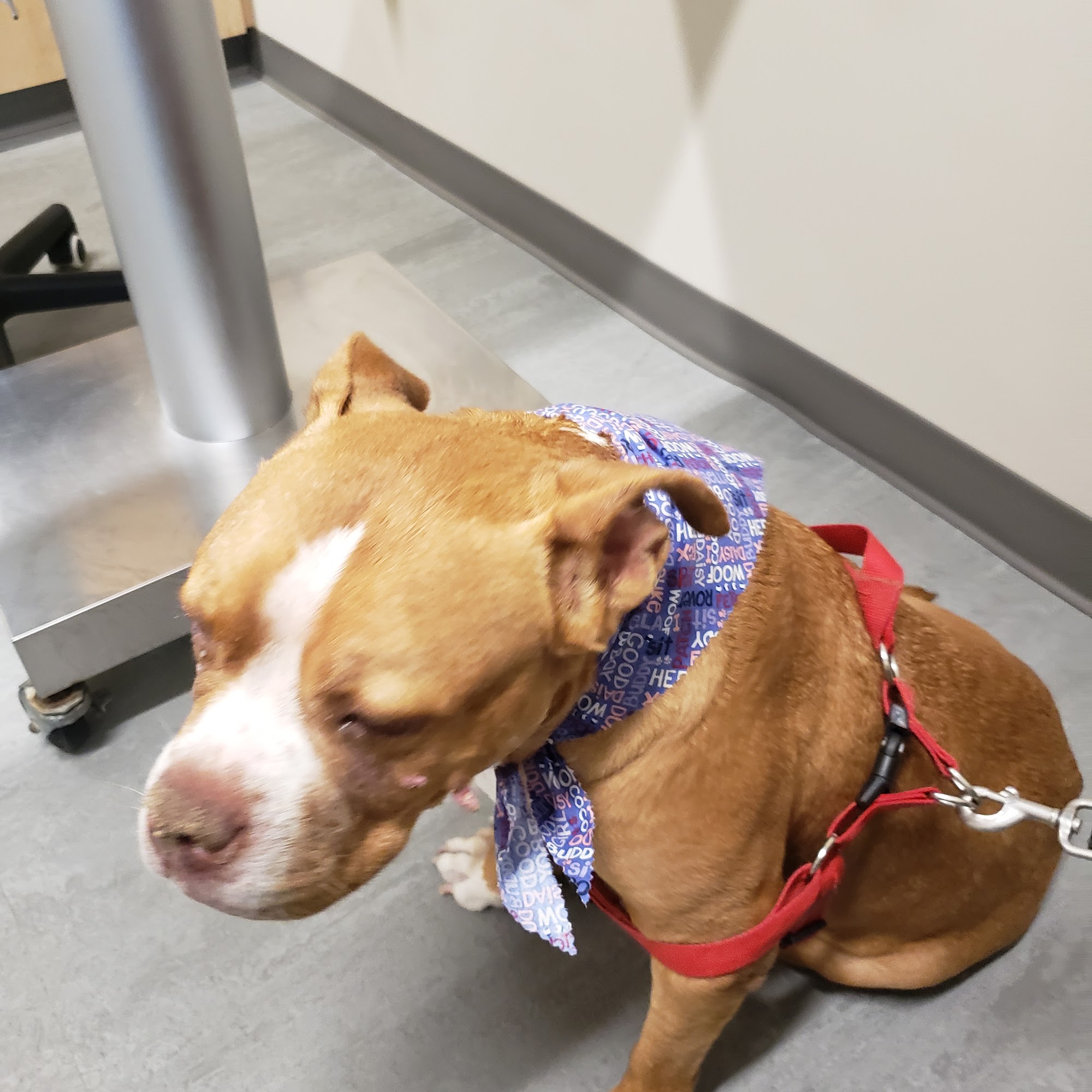 Pocono Peak Veterinary Center Stroudsburg