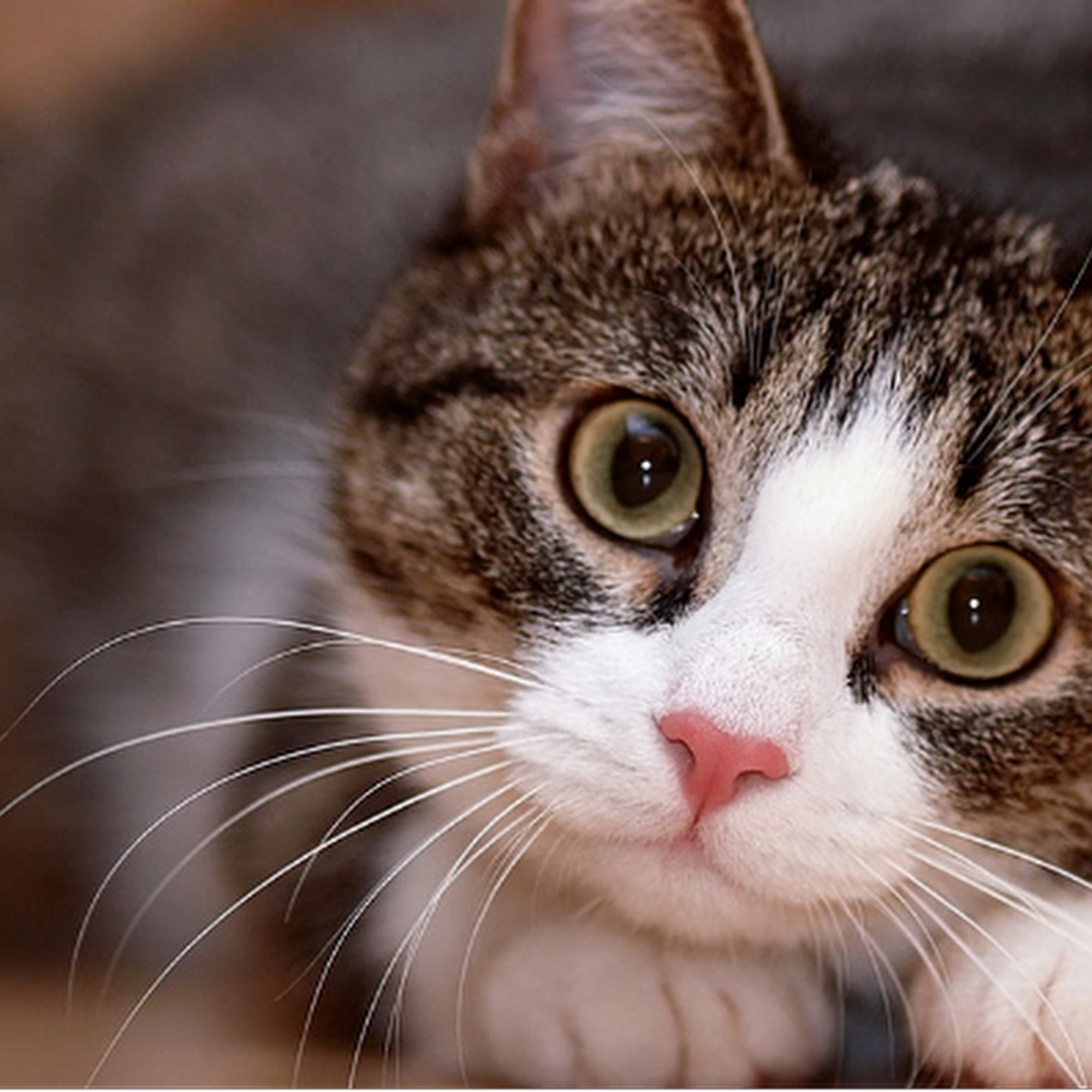 Stroudsburg Animal Hospital Stroudsburg