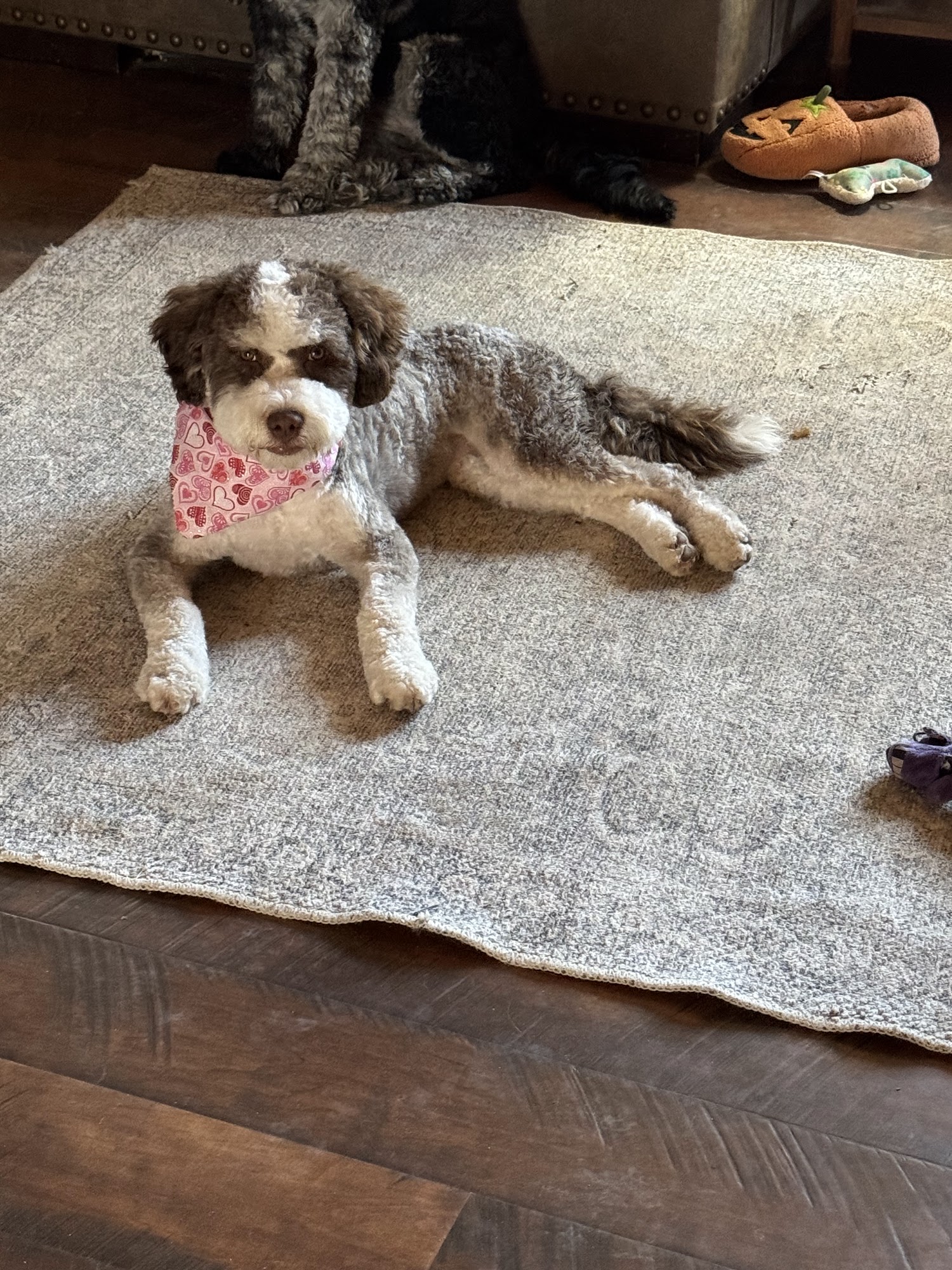 Camp Papillon Animal Shelter Stroudsburg