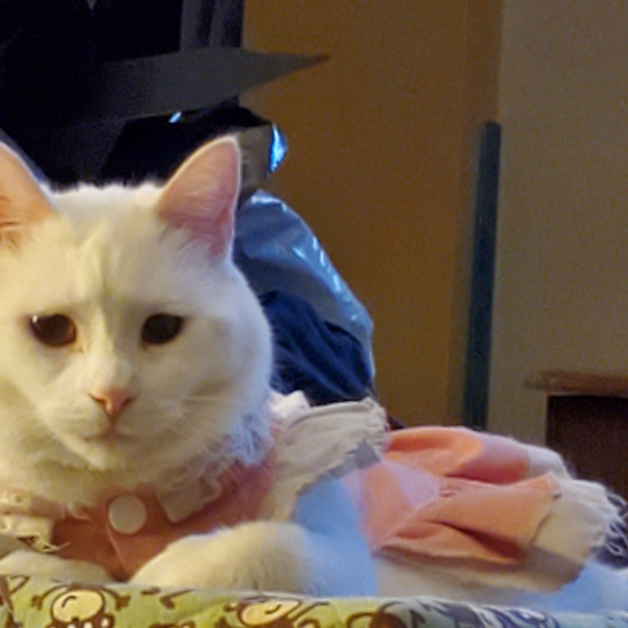 Sunbury Animal Hospital Sunbury