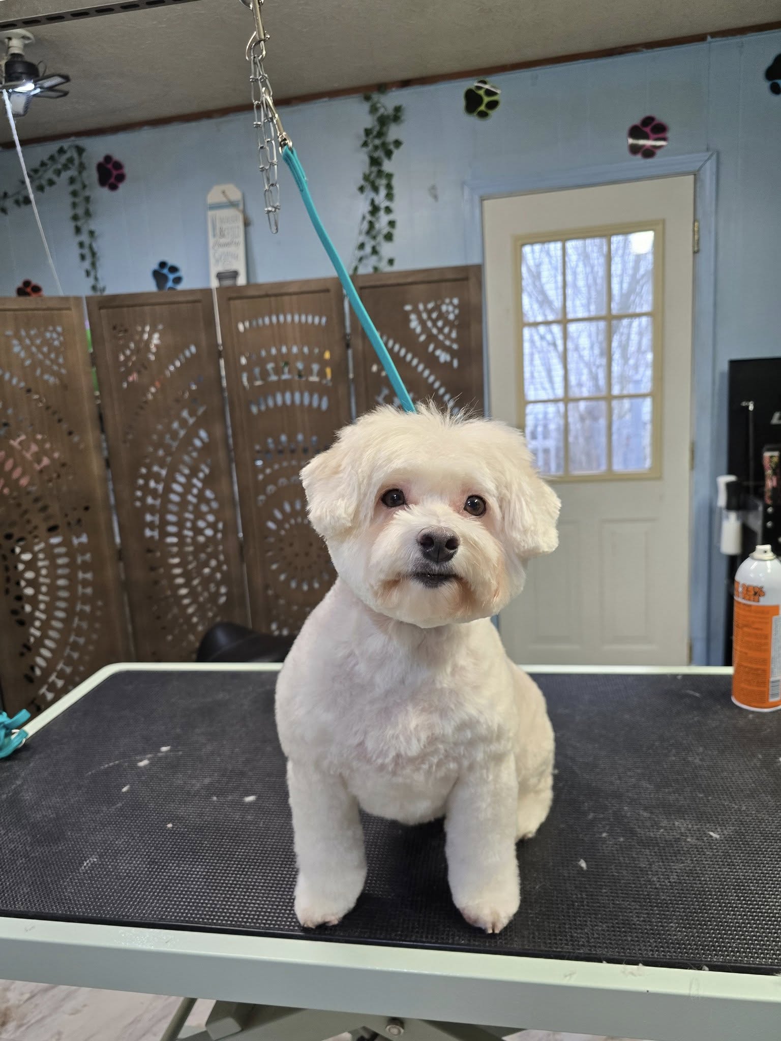 Fairytails Grooming Salon Sunbury