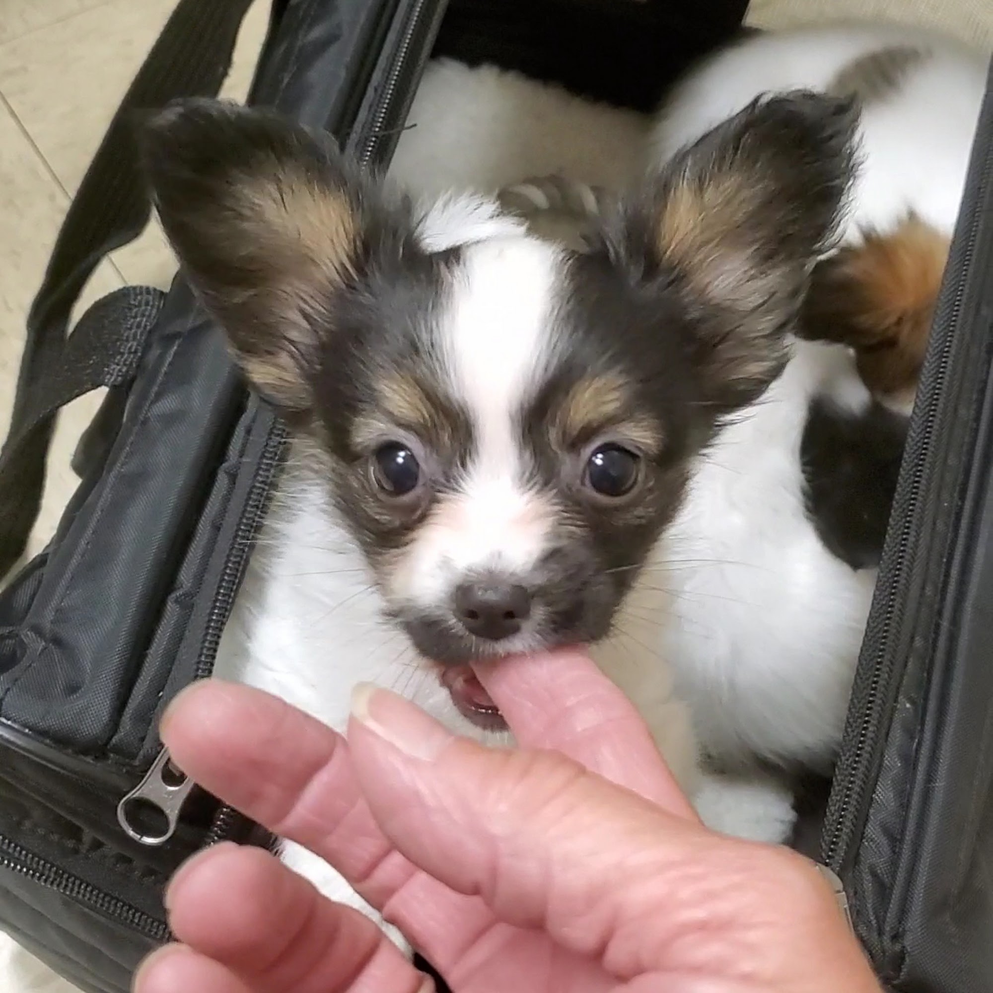 Rush Veterinary Center Tamaqua