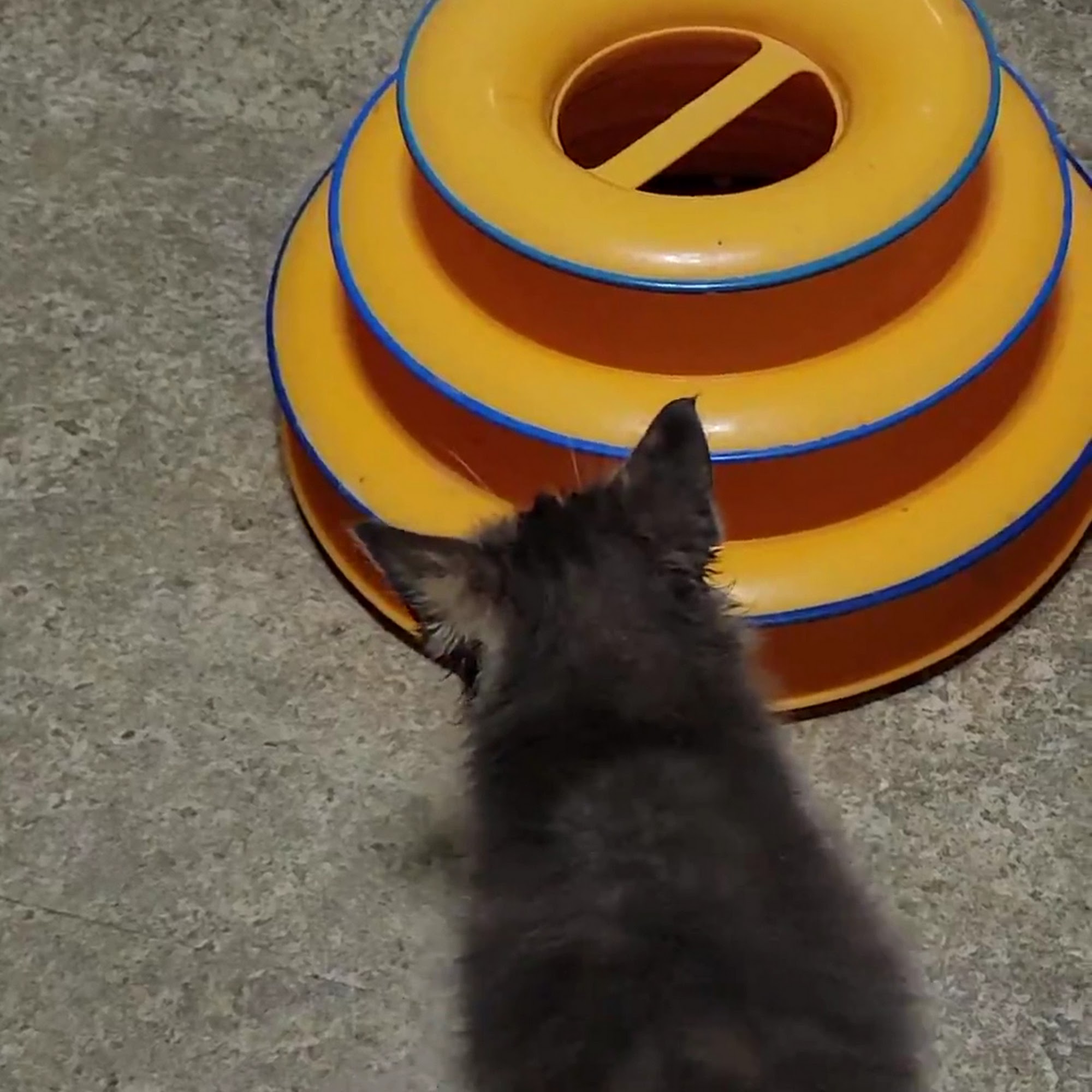 Companion Animal Hospital Tamaqua