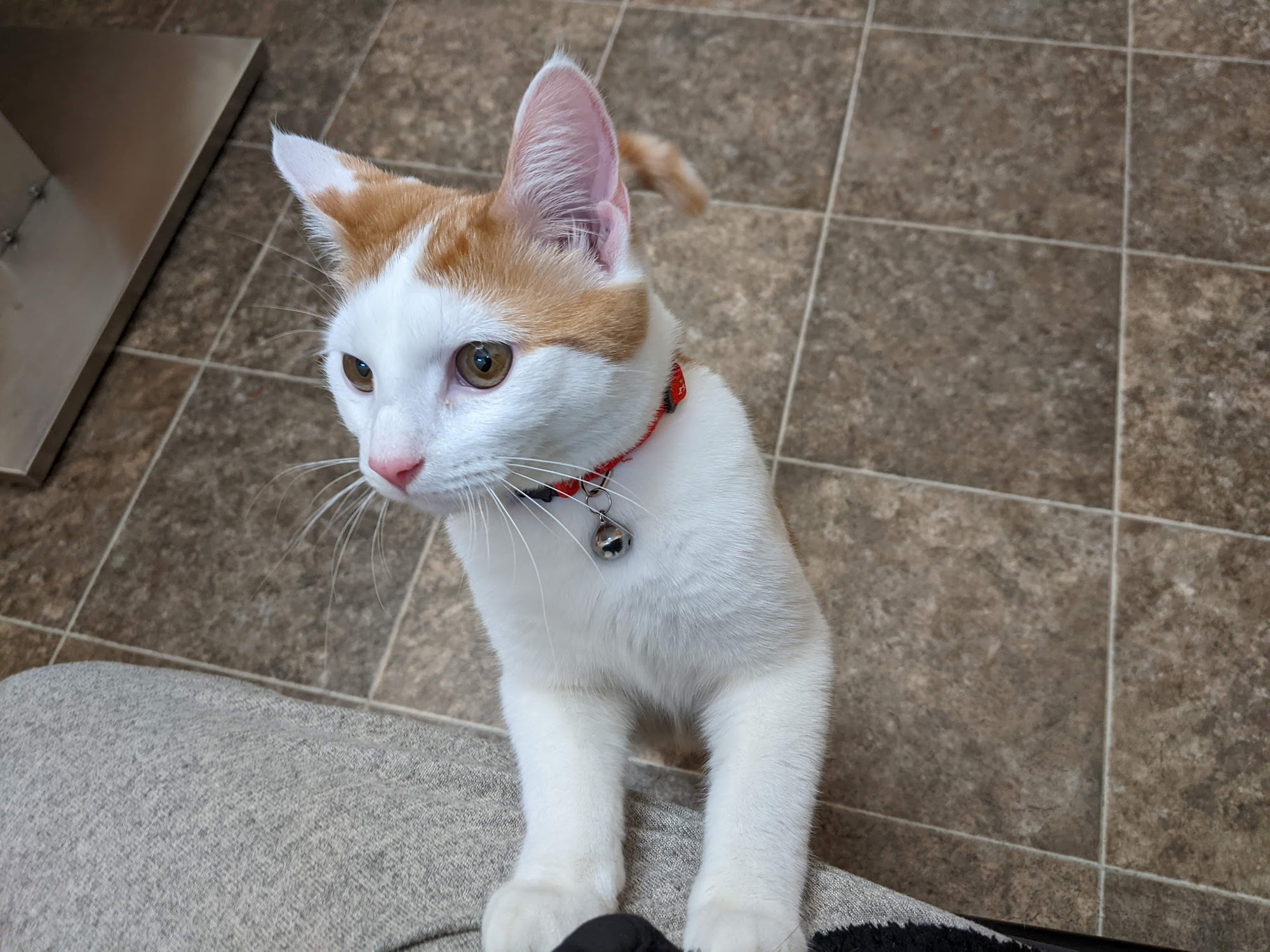 Companion Animal Hospital Tamaqua