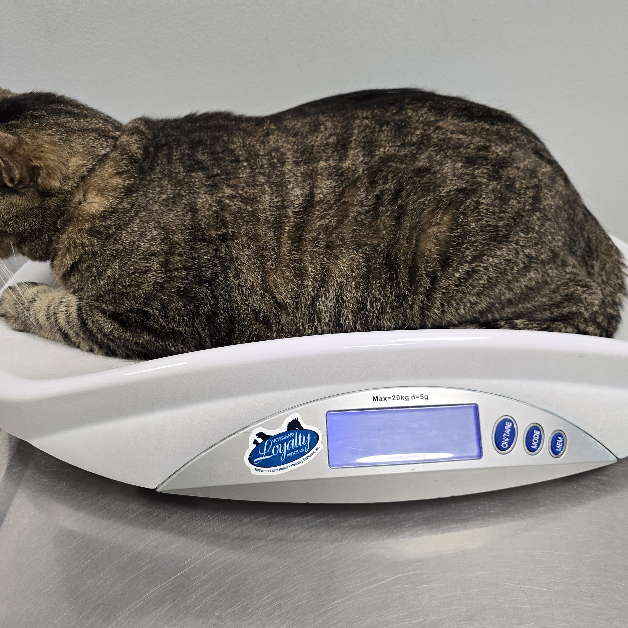 St Francis Animal Hospital Tamaqua