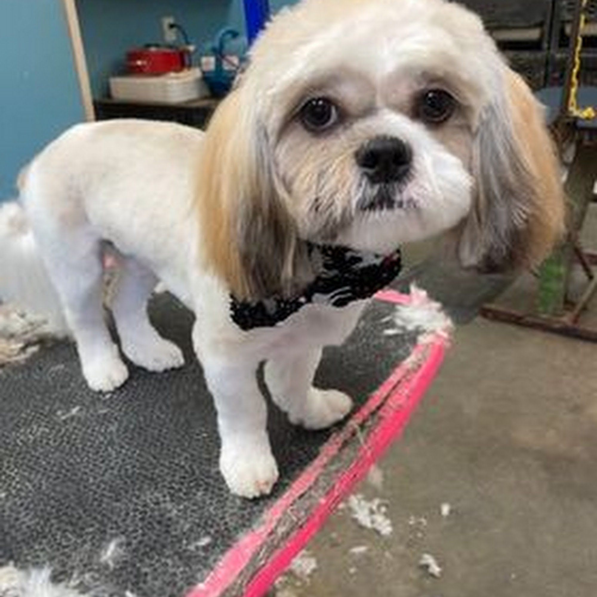 Fluff & Stuff Kennel Tarentum