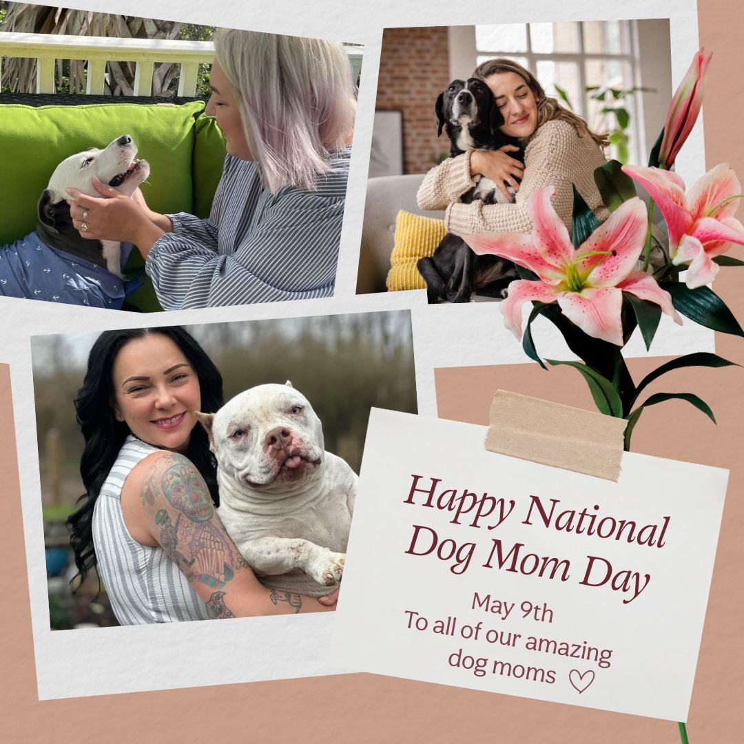 Reading Dog Grooming & Pet Spa
