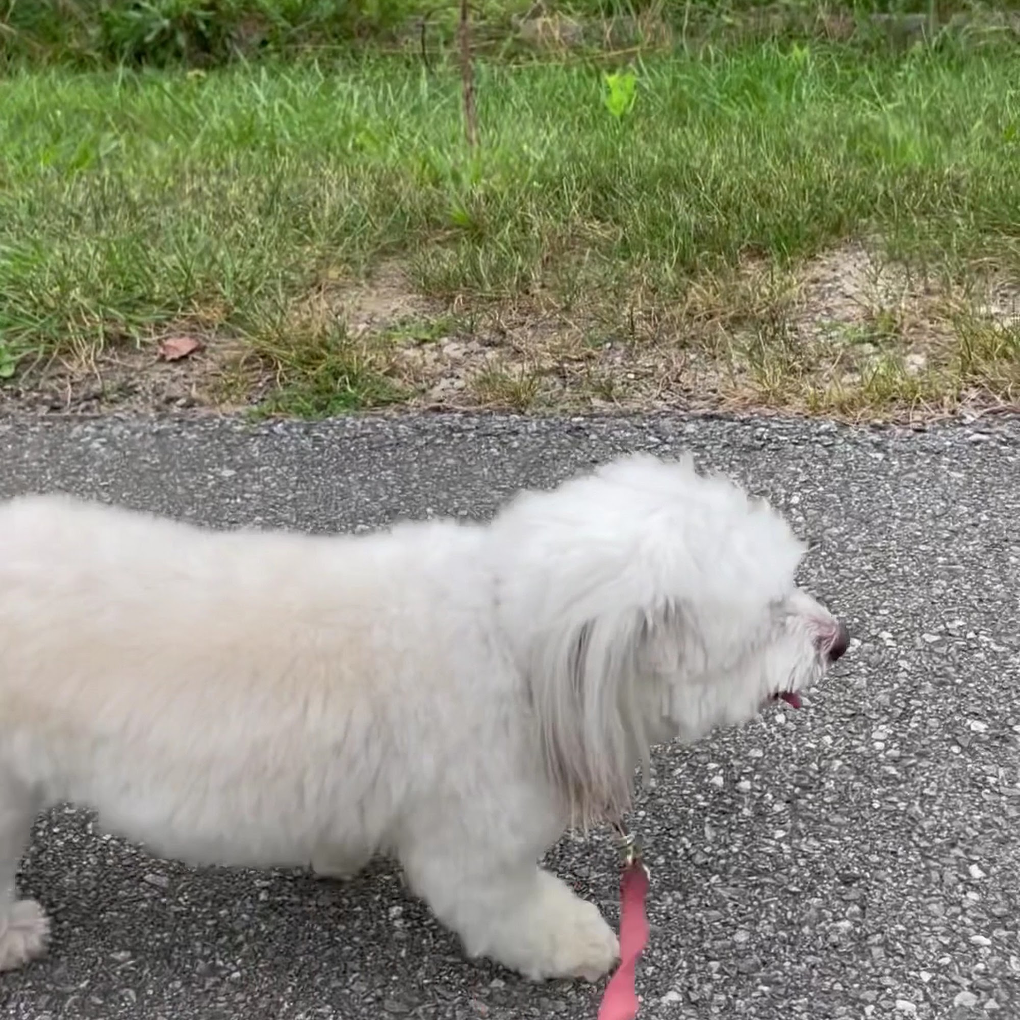 Heartland Pet Salon Thorndale