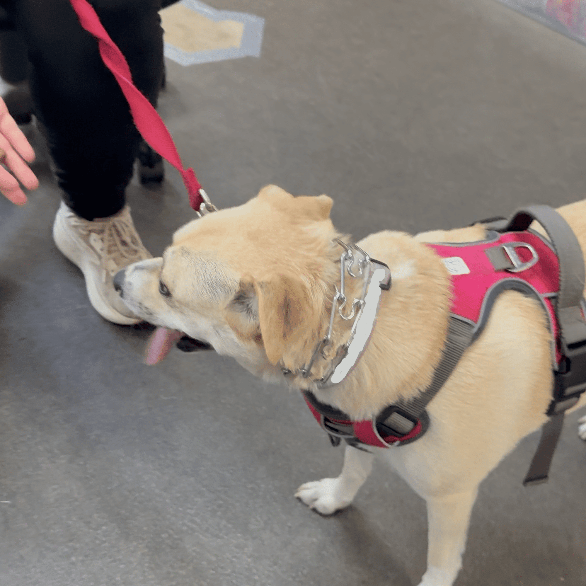 The Muttley Cru Thorndale