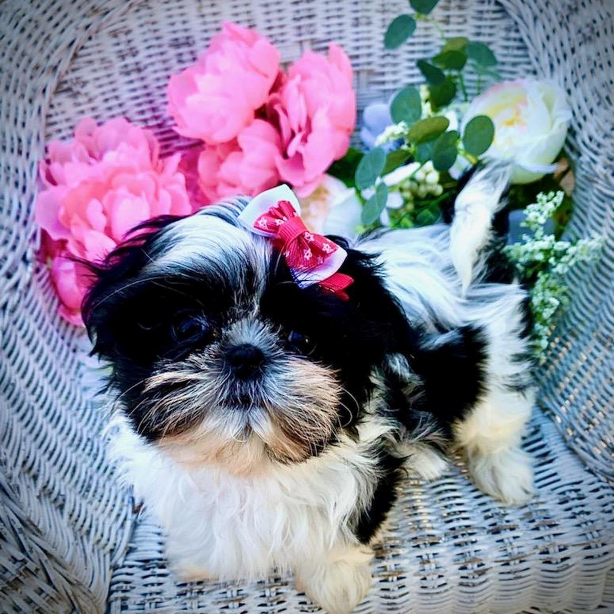 Marley Veterinary Clinic Titusville