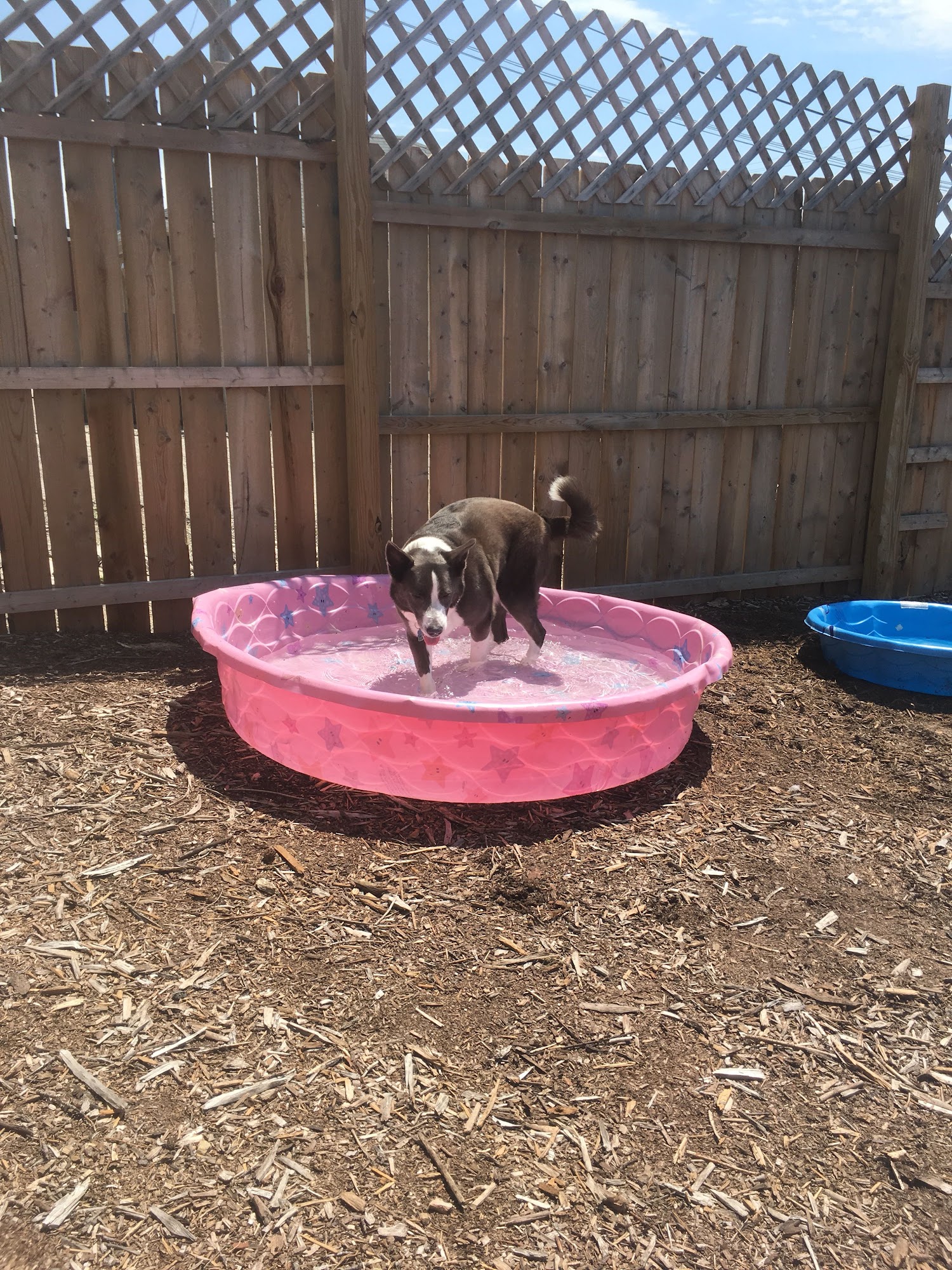 Clean Paws Boutique Trafford