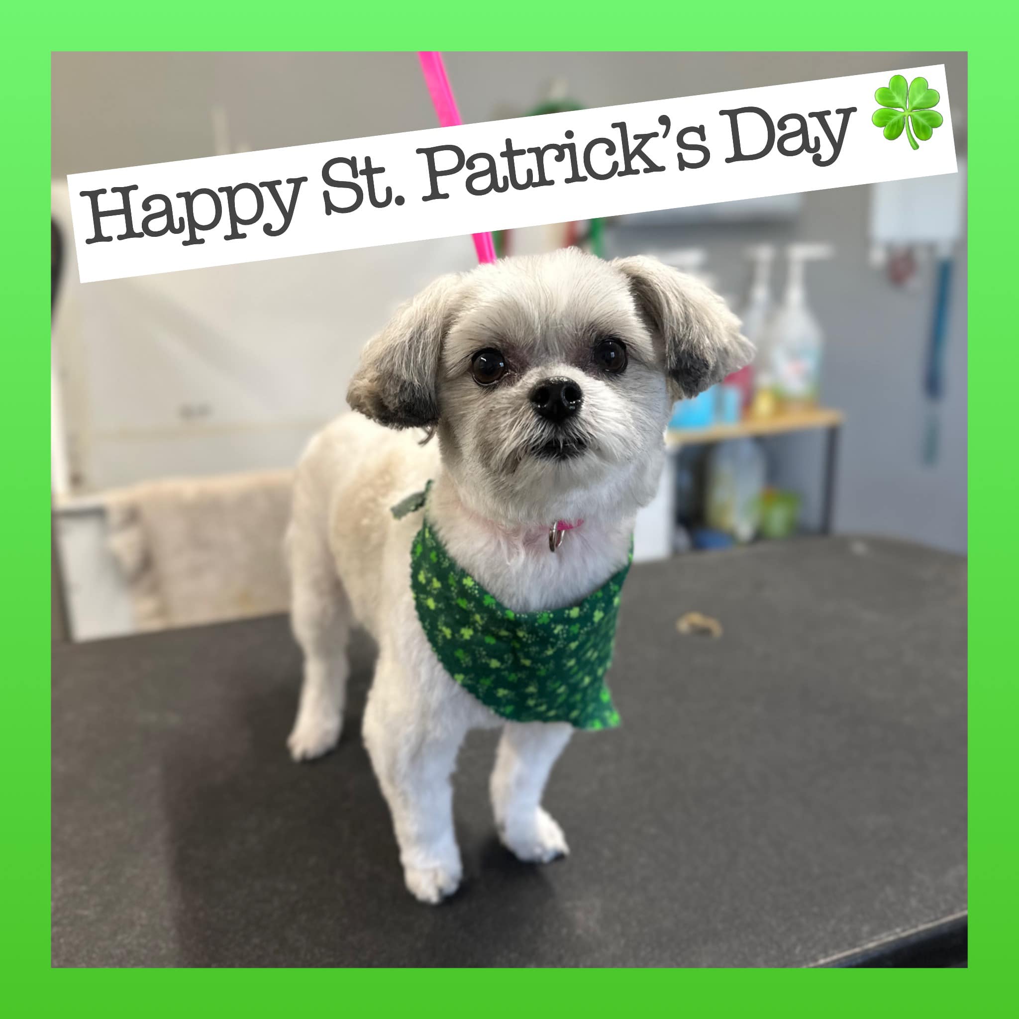 About Tidy Tails Grooming Trafford