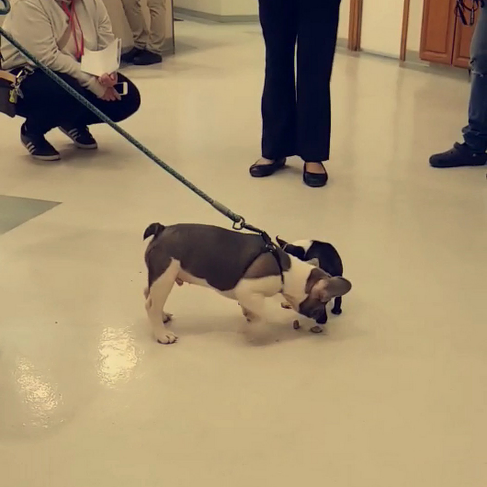 Animal Medical Center Trappe