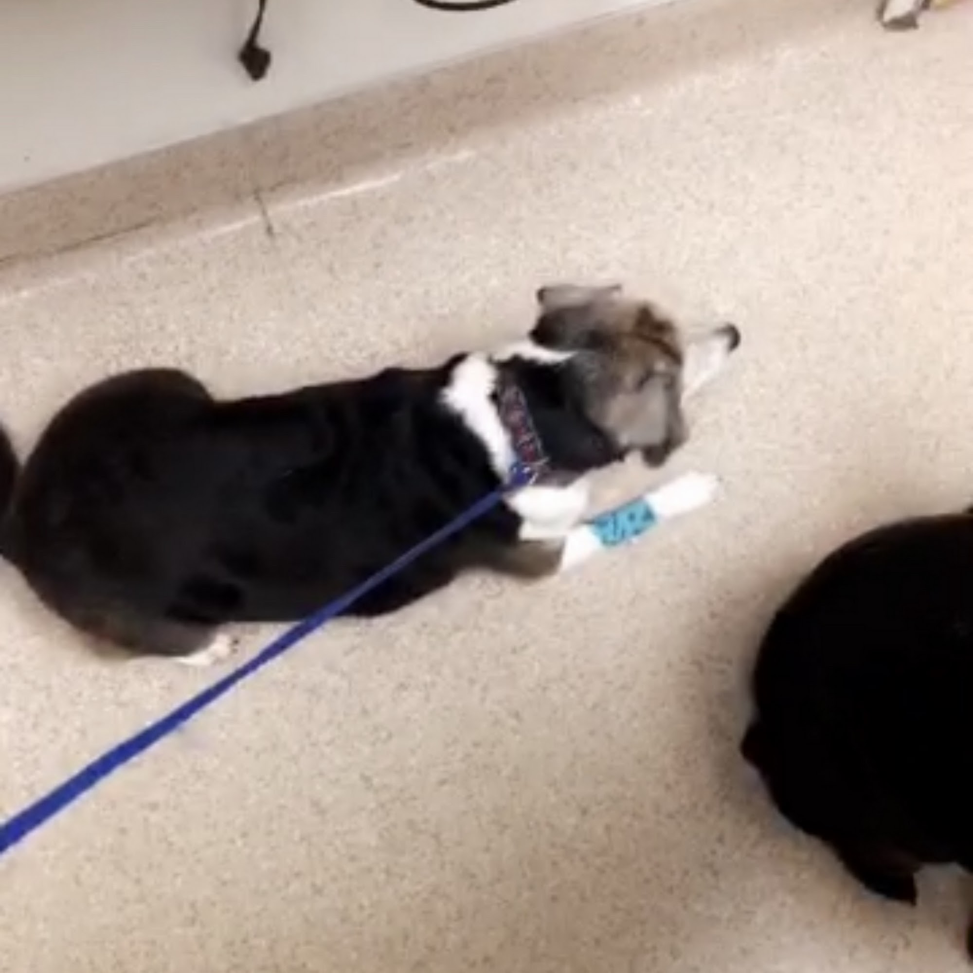 Street Road Animal Hospital Trevose