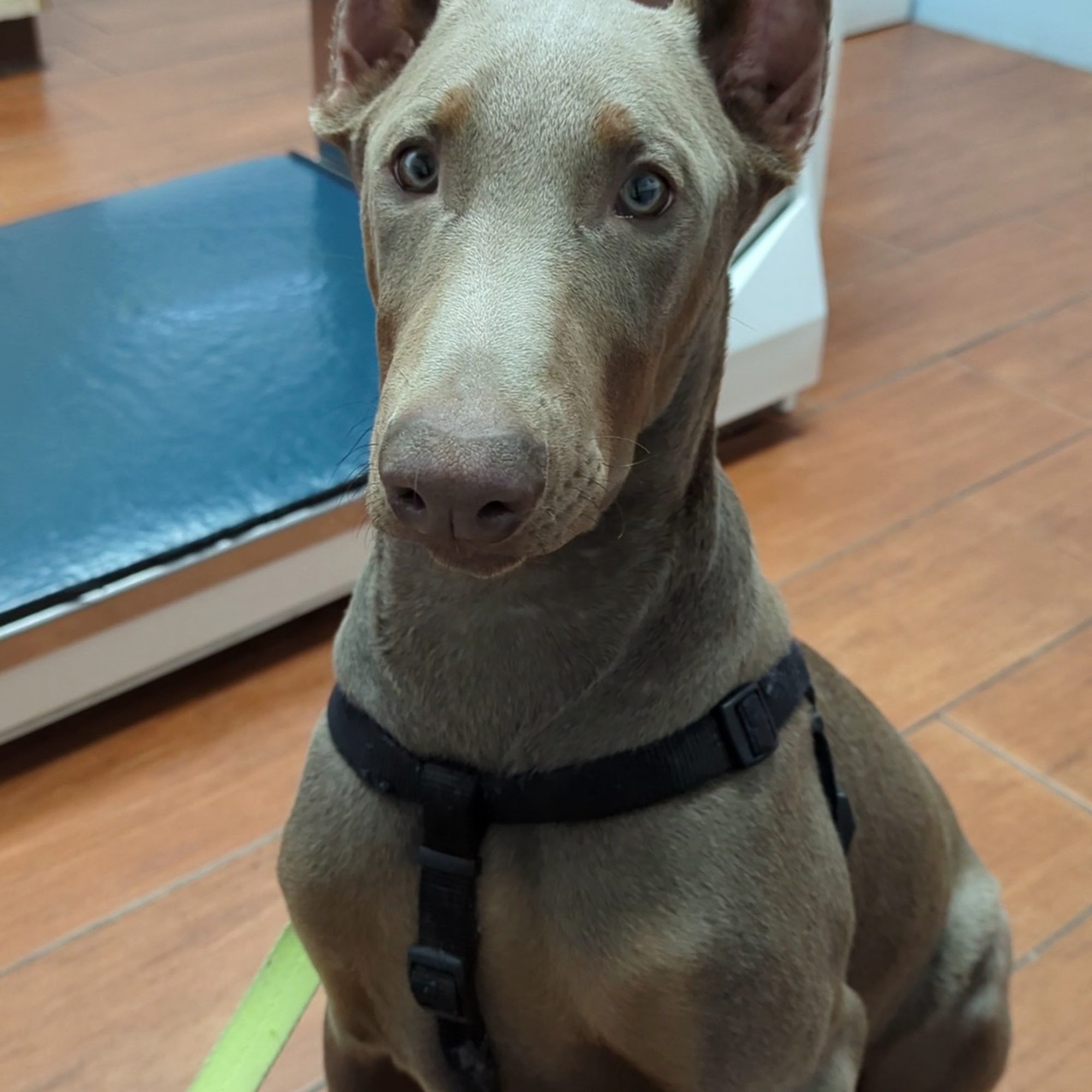 Endless Mountains Veterinary Center, PC Tunkhannock