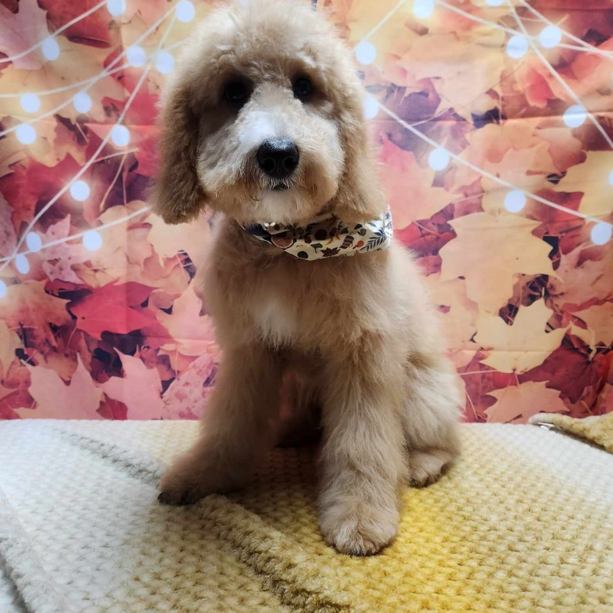 Miss Liv's Pampered Pooches LLC Tunkhannock