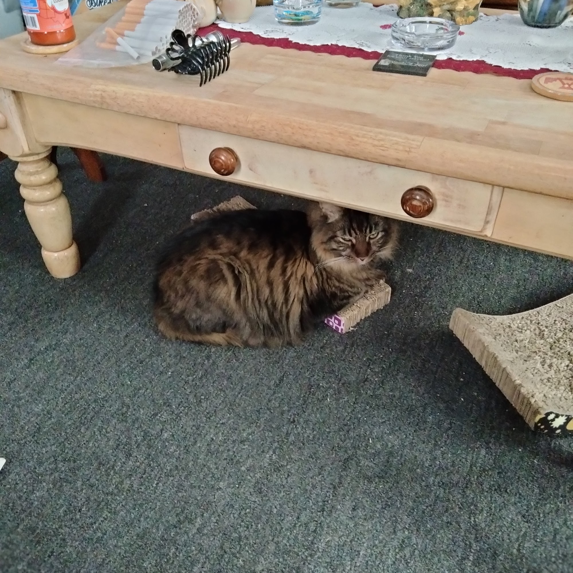 Union City Pet Hospital Union City