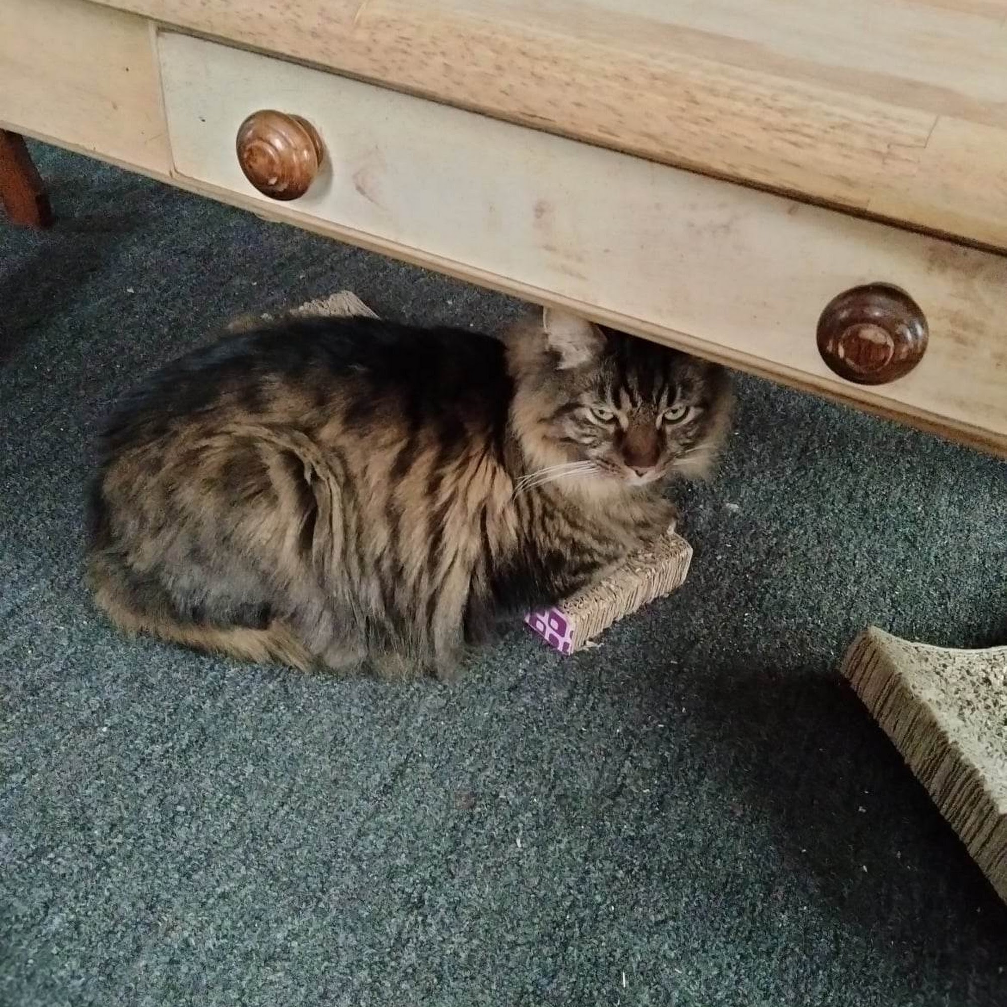 Nails to Tails Grooming Union City