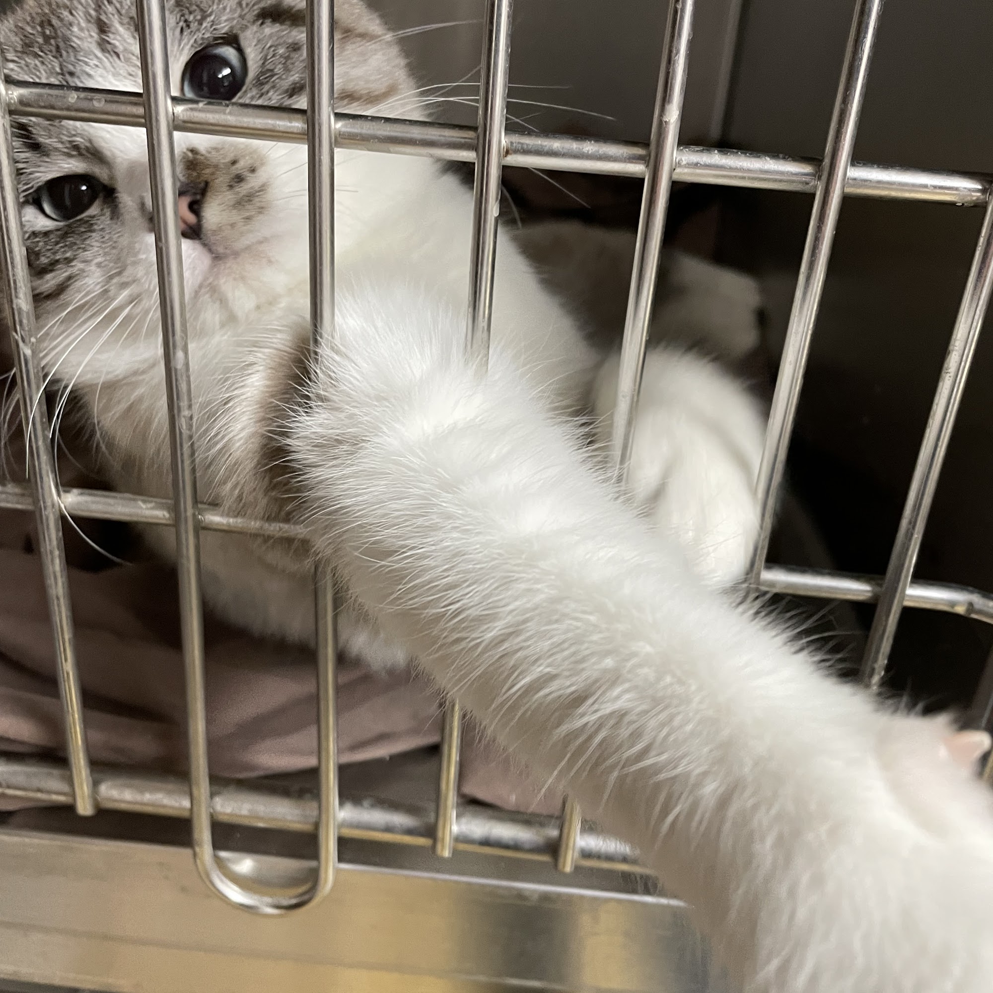 Duck Hollow Animal Hospital Uniontown