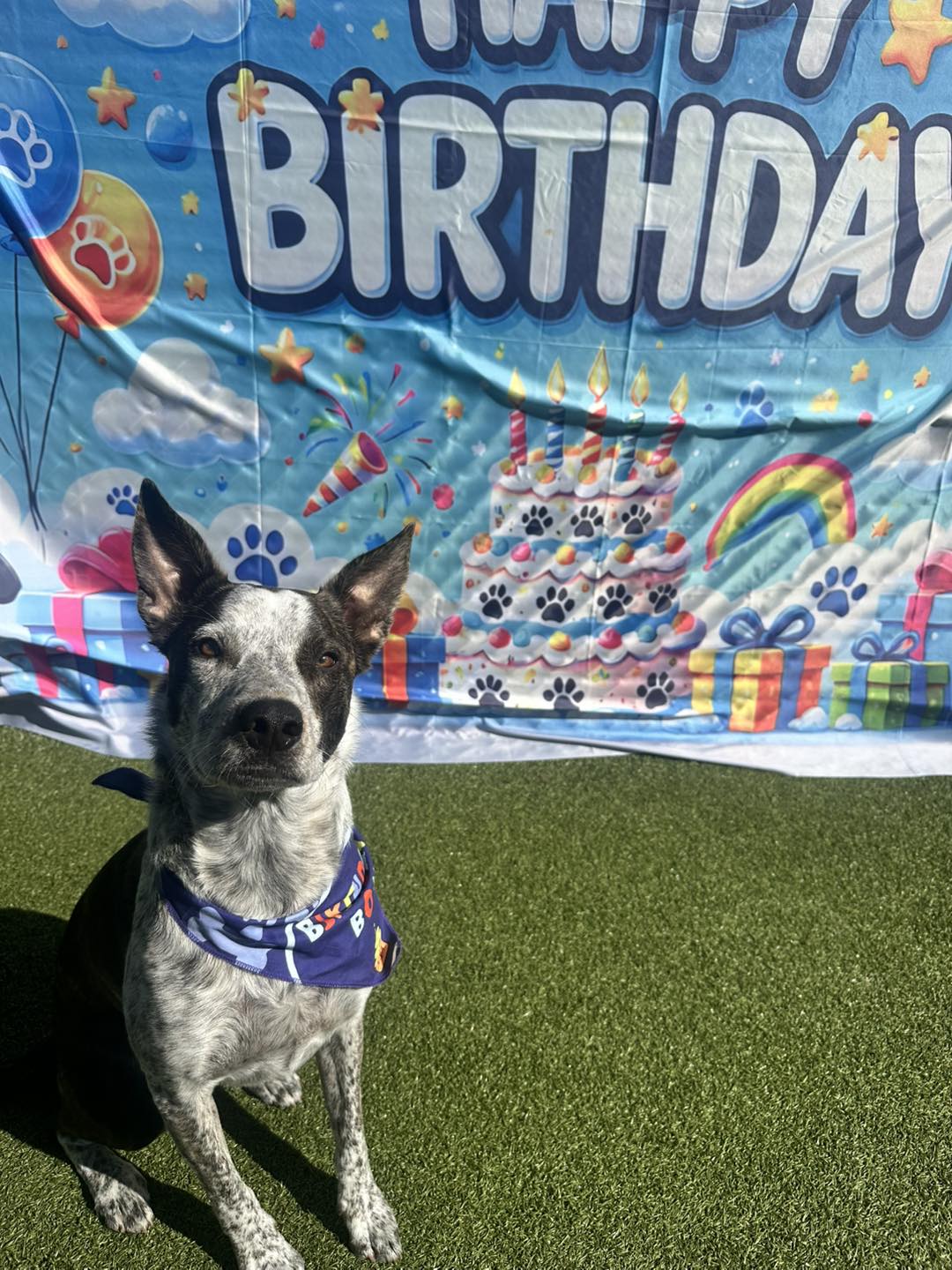 Blue Ribbon Dog Academy Uniontown