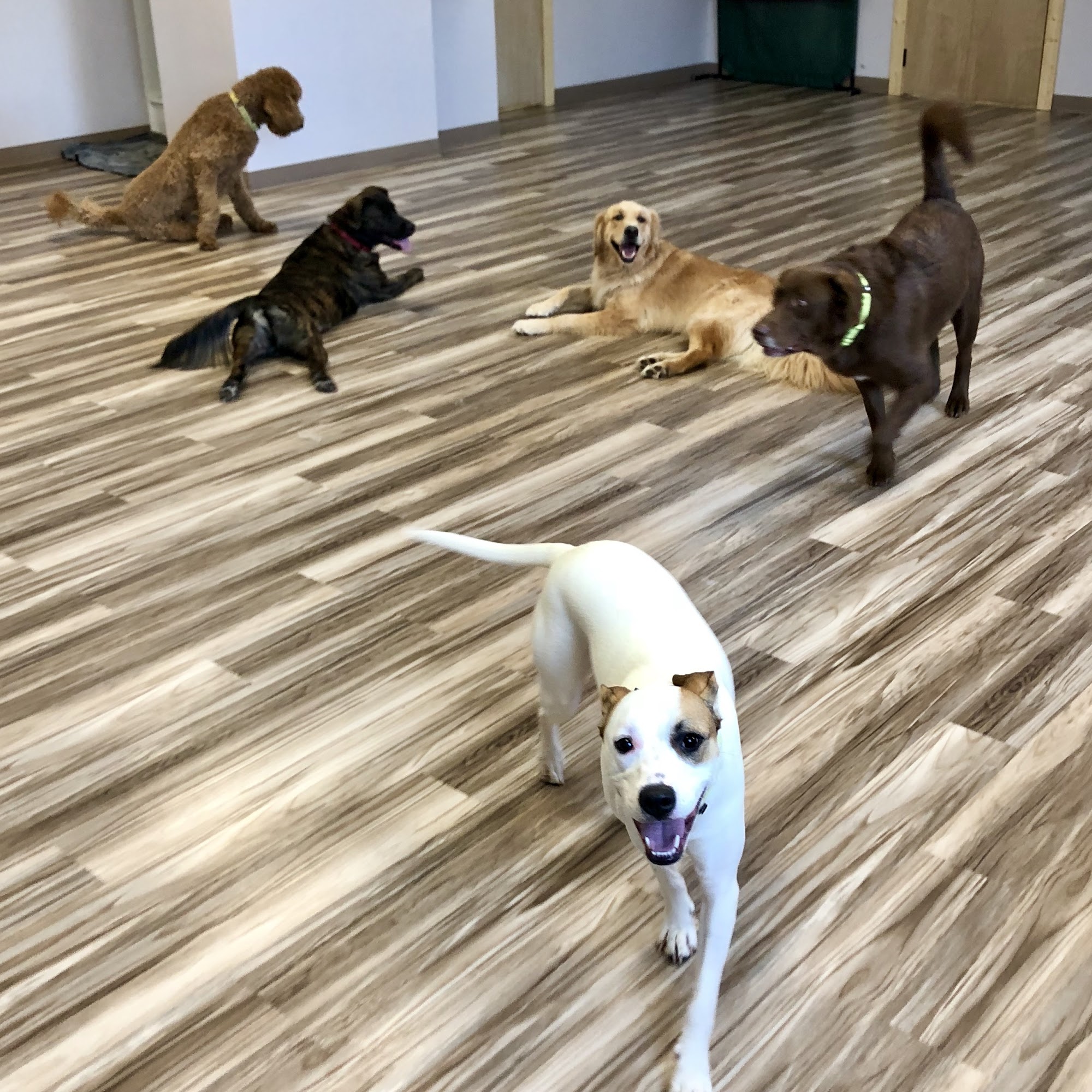 Ruffin' Around Resort & Day Spa Uniontown