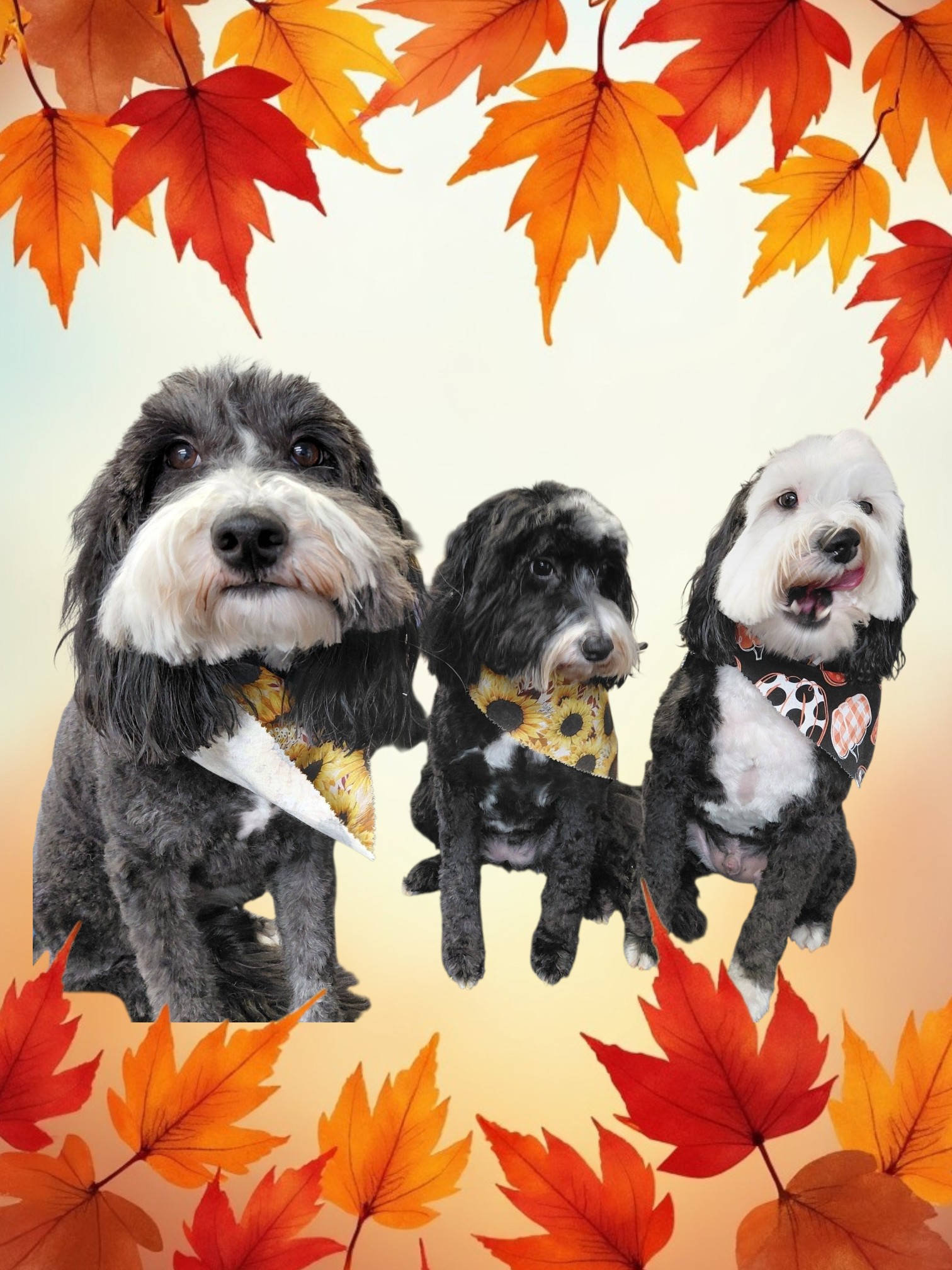 Doggy Do's & Kittys Too Uniontown