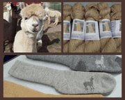 Worthington Acres Alpacas Farm and Fiber Mill Unityville