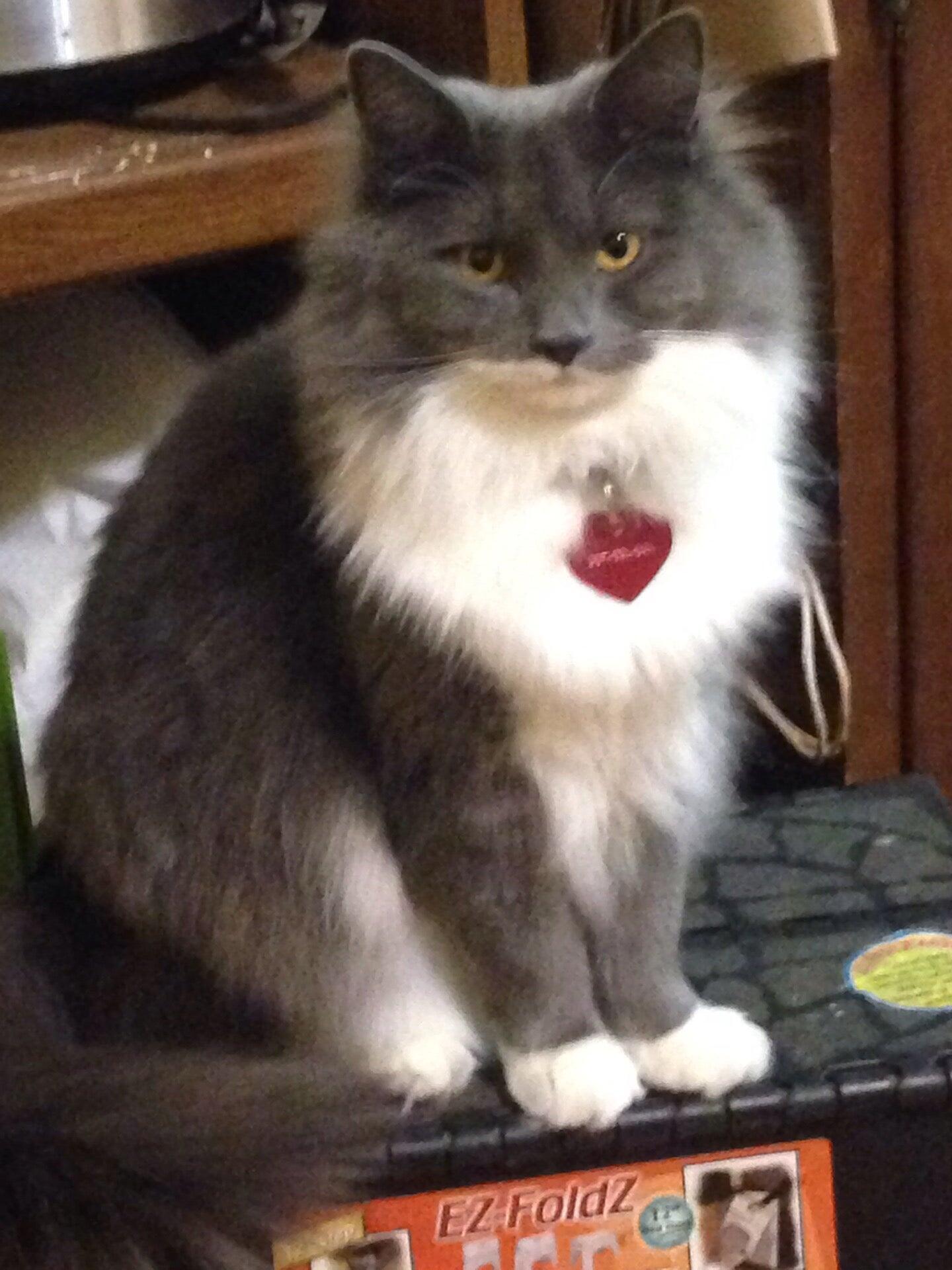 Delaware County Animal Hospital Upper Darby