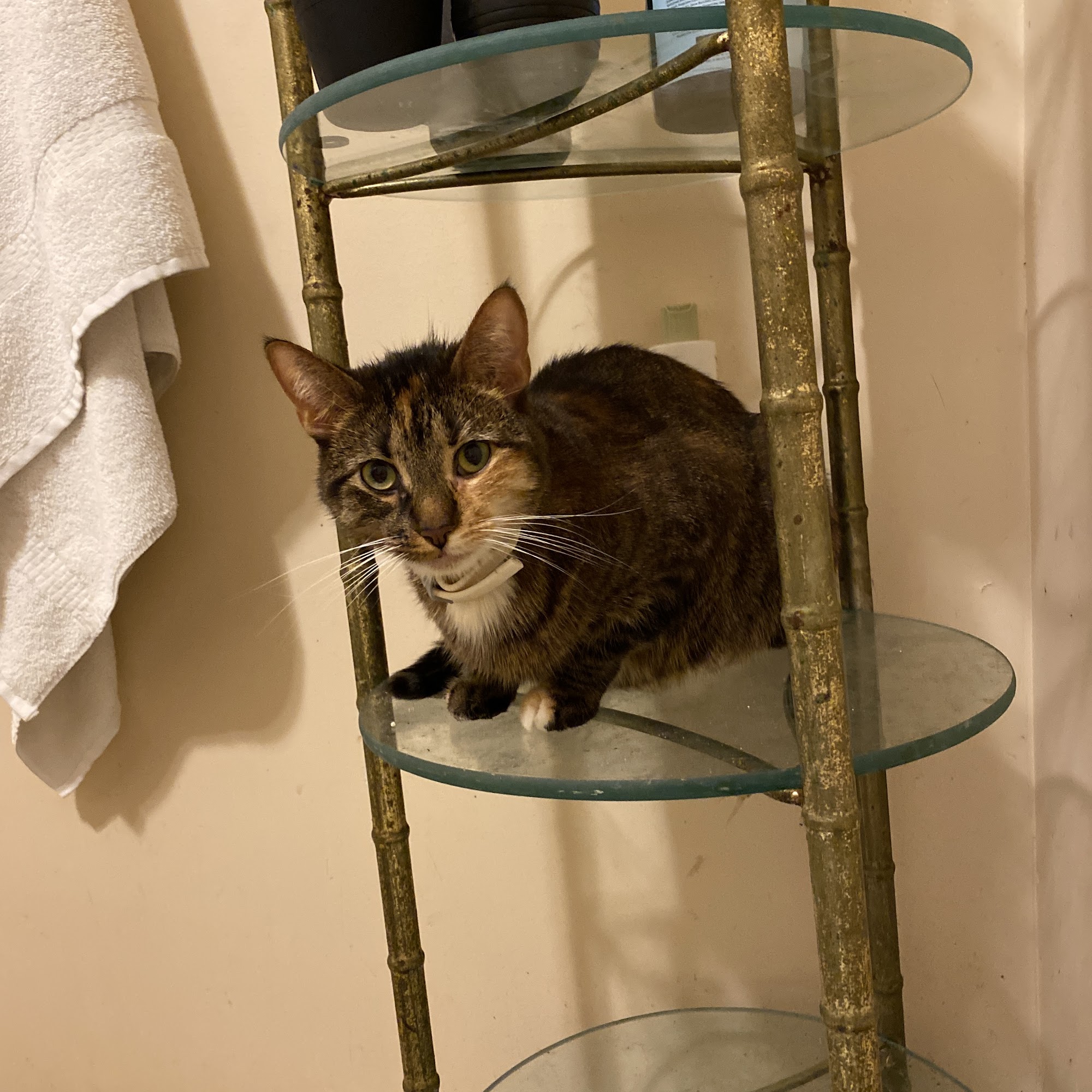 Delaware County Animal Hospital Upper Darby