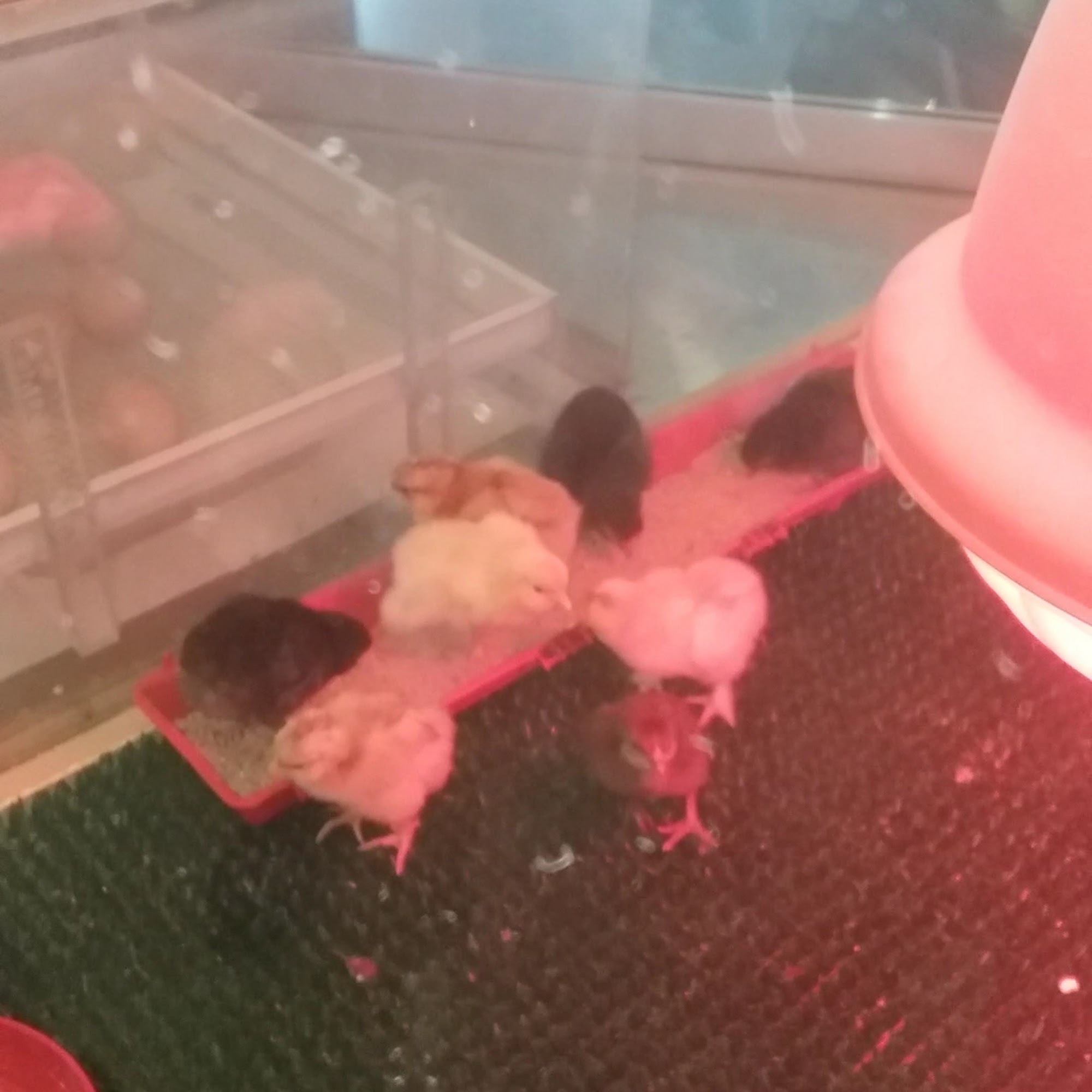 Painted Tea Cup Upper Darby