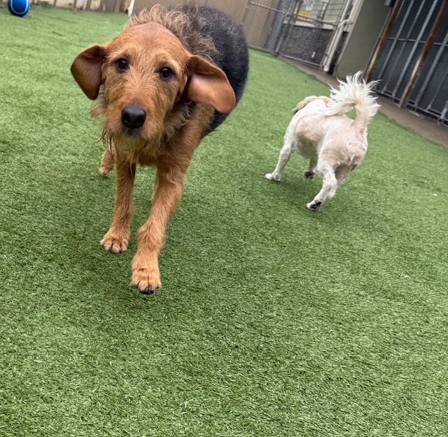 Sandy Hill Kennels Valencia