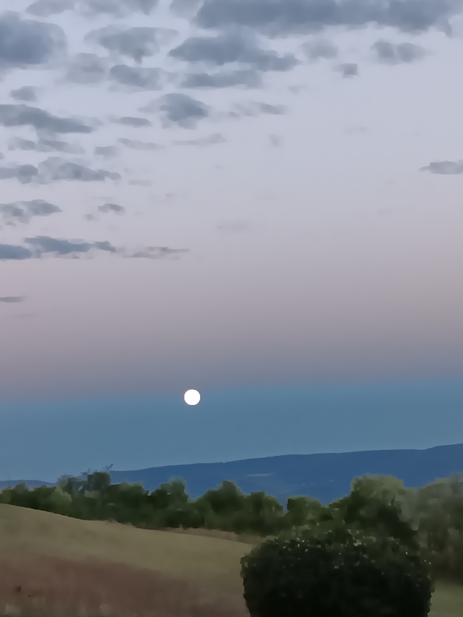 Itsabear Farms Vanderbilt