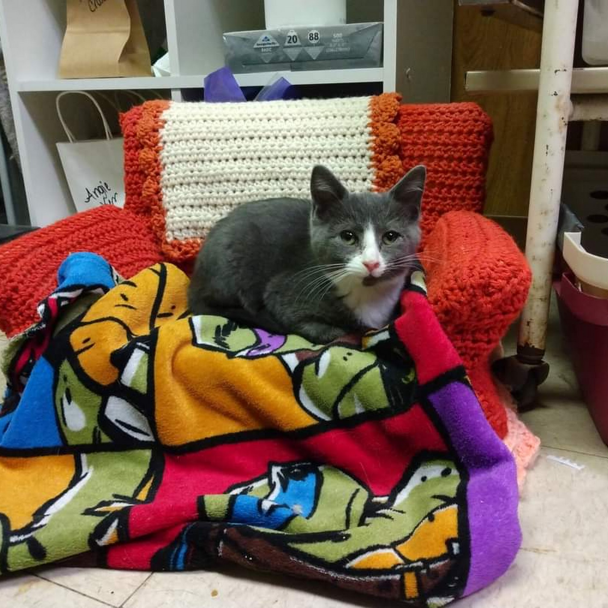 Champion's Crusaders Rescue and Charlee Jai Pet Salon Vandergrift