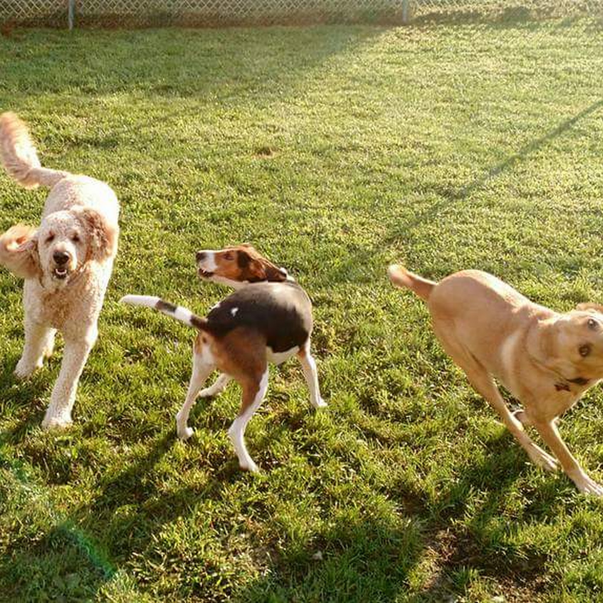 The Fuzzy Farm Venetia