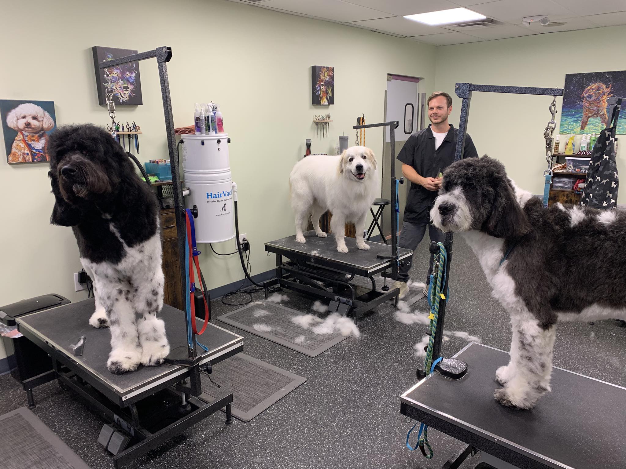 Tails of the Burgh Grooming Verona