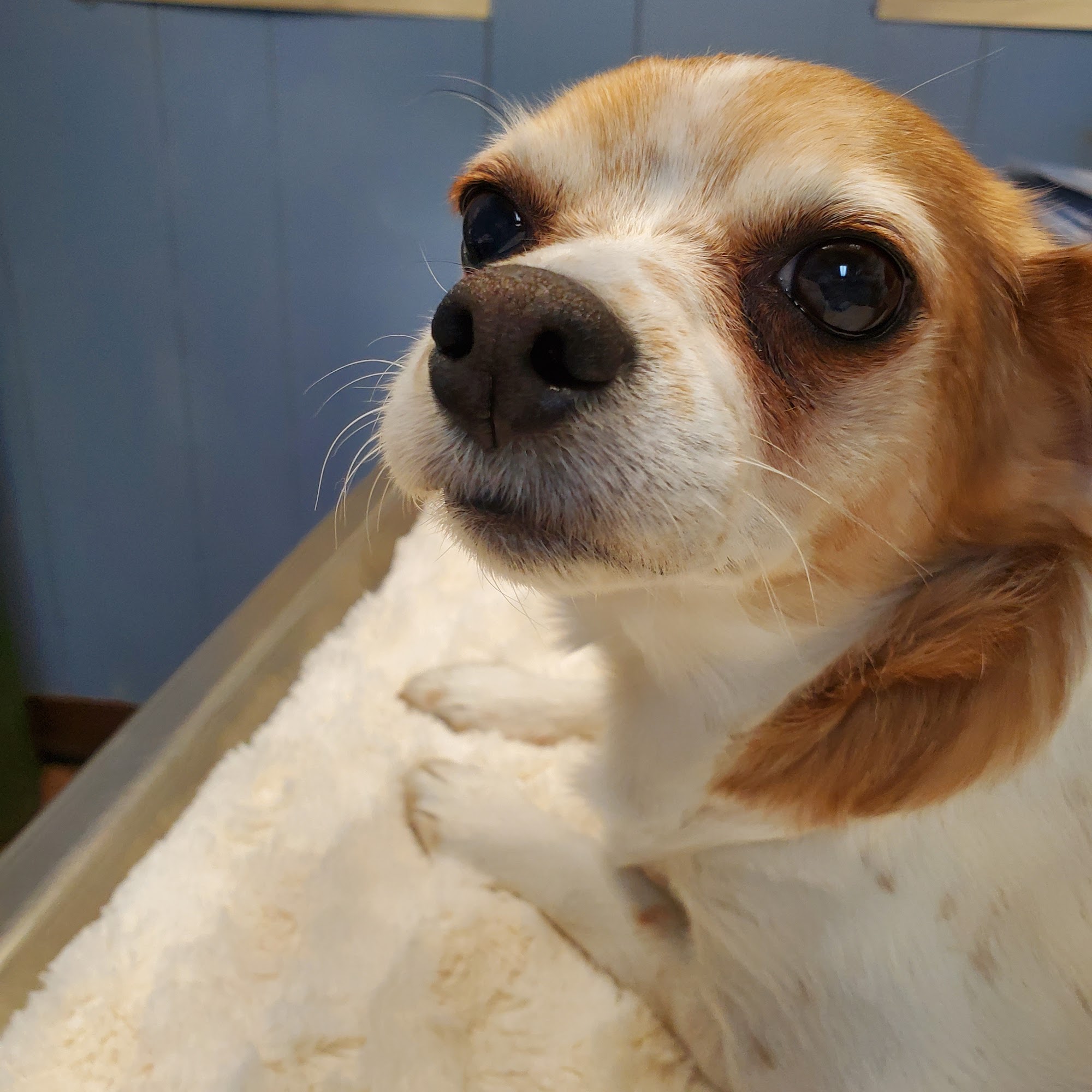 Blue Ridge Veterinary Clinic Walnutport