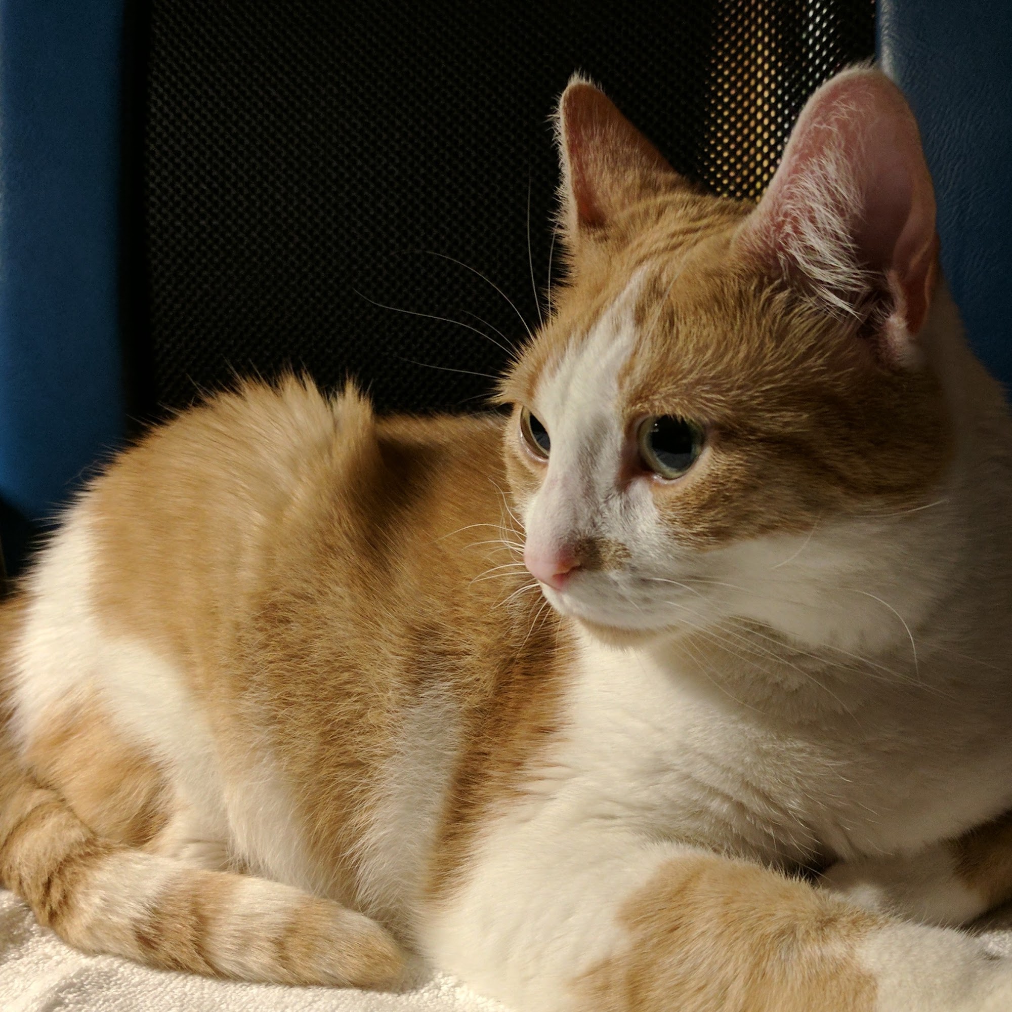 Warminster Veterinary Hospital Warminster