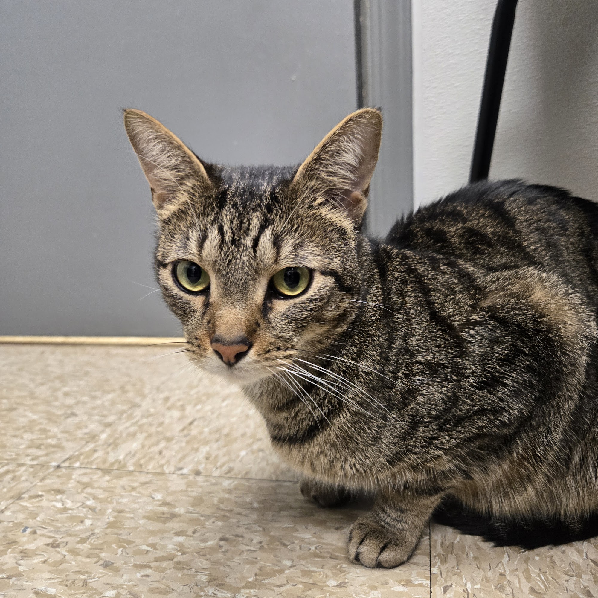 York Road Veterinary Hospital Inc. Warminster