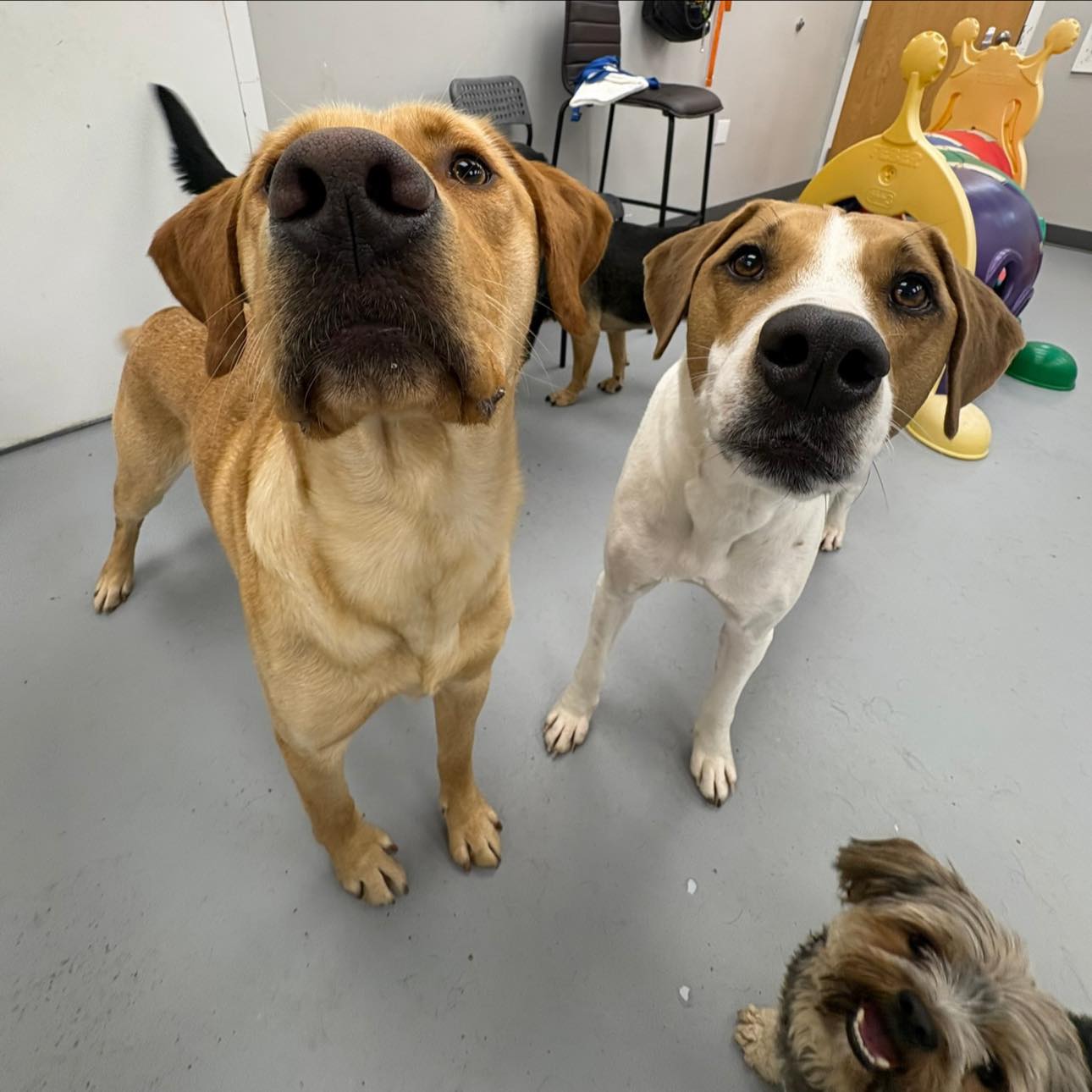 Fur Street Pet Salon And Daycare Warminster