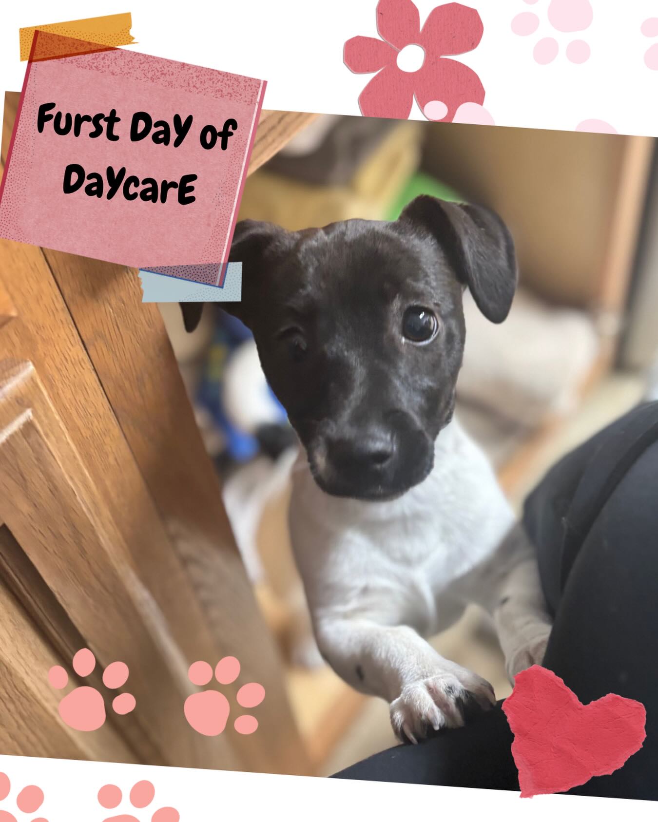 Preppy Pet of Warminster Warminster