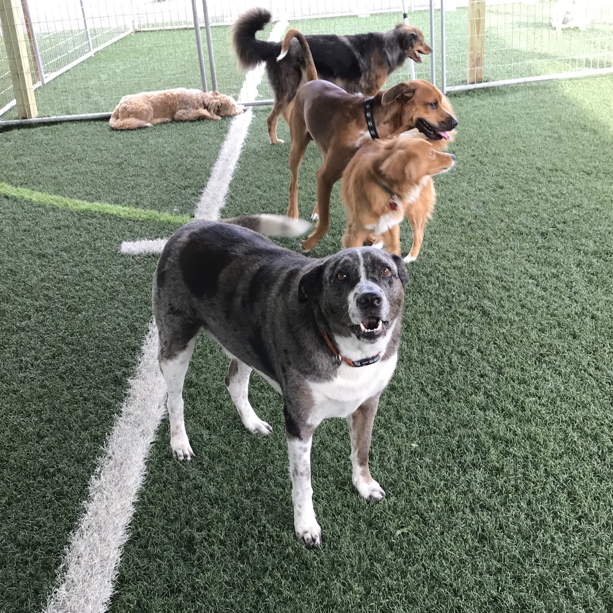 R.C. Dog Care Warminster