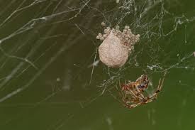 Jones Pest Control