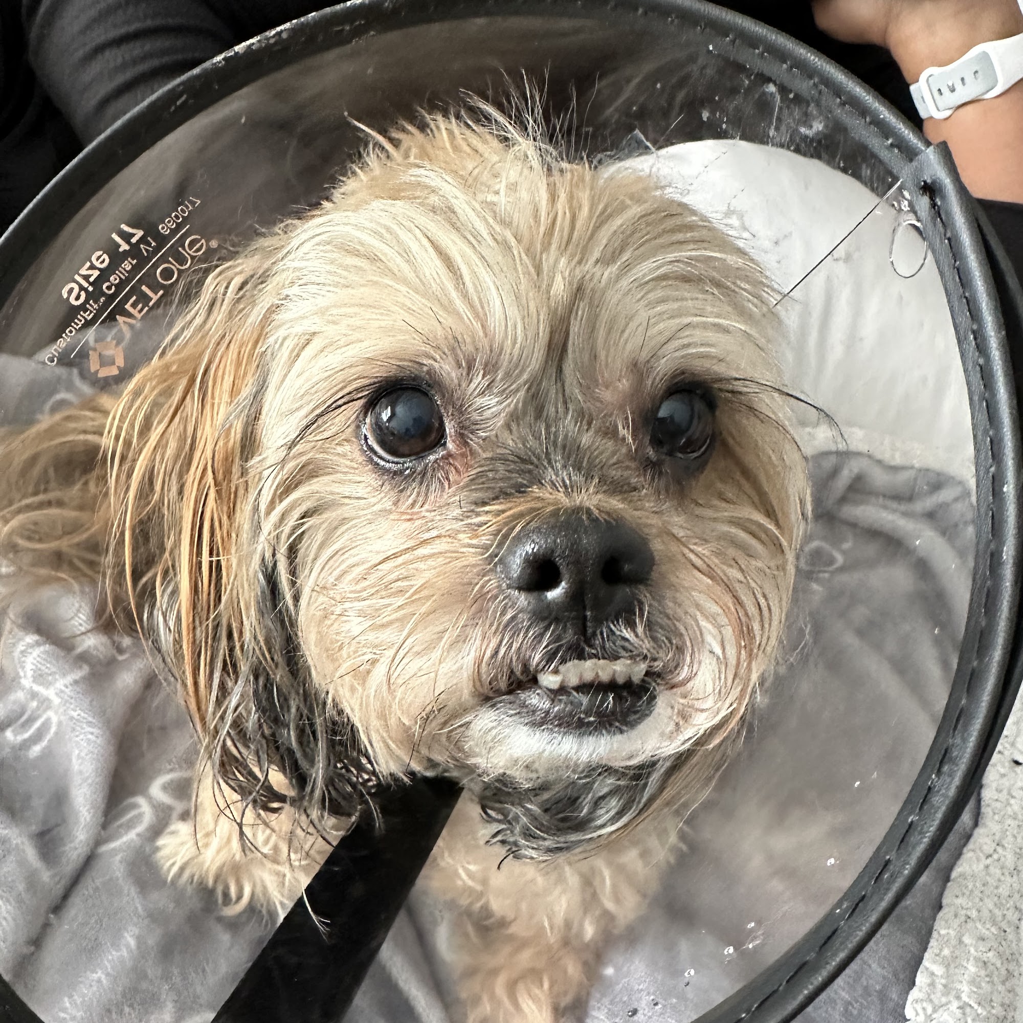 BluePearl Pet Hospital Washington