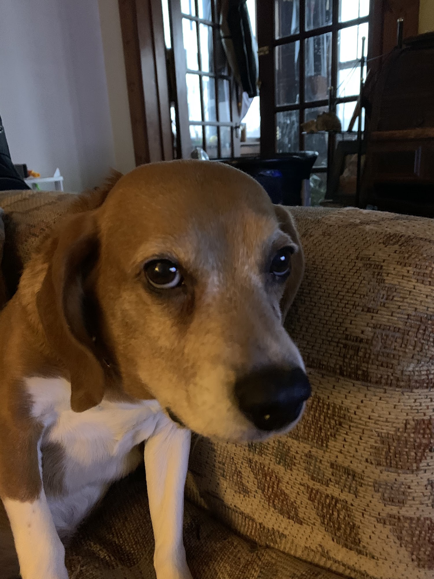 BluePearl Pet Hospital Washington