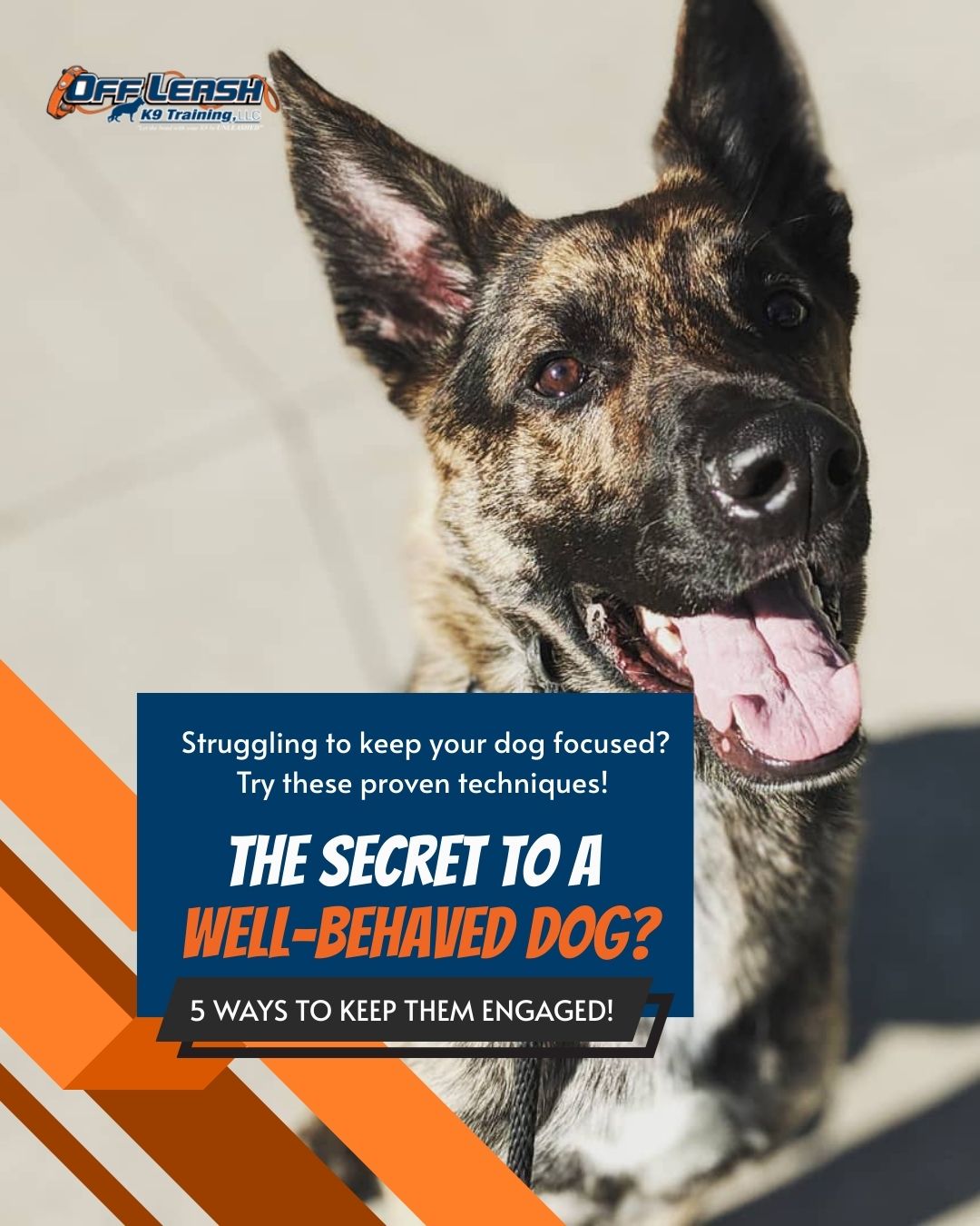 Off Leash K9 Training, Western Pennsylvania Washington