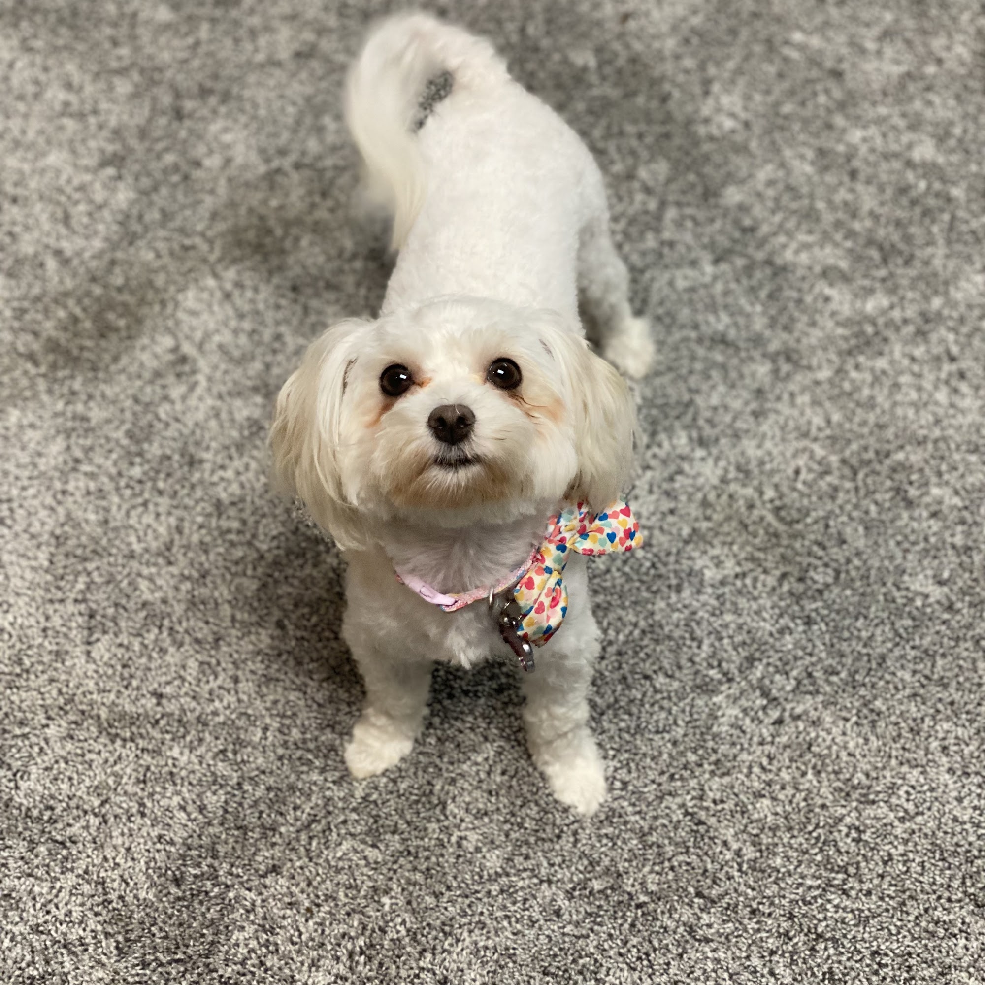 Furry Friends Camp Washington