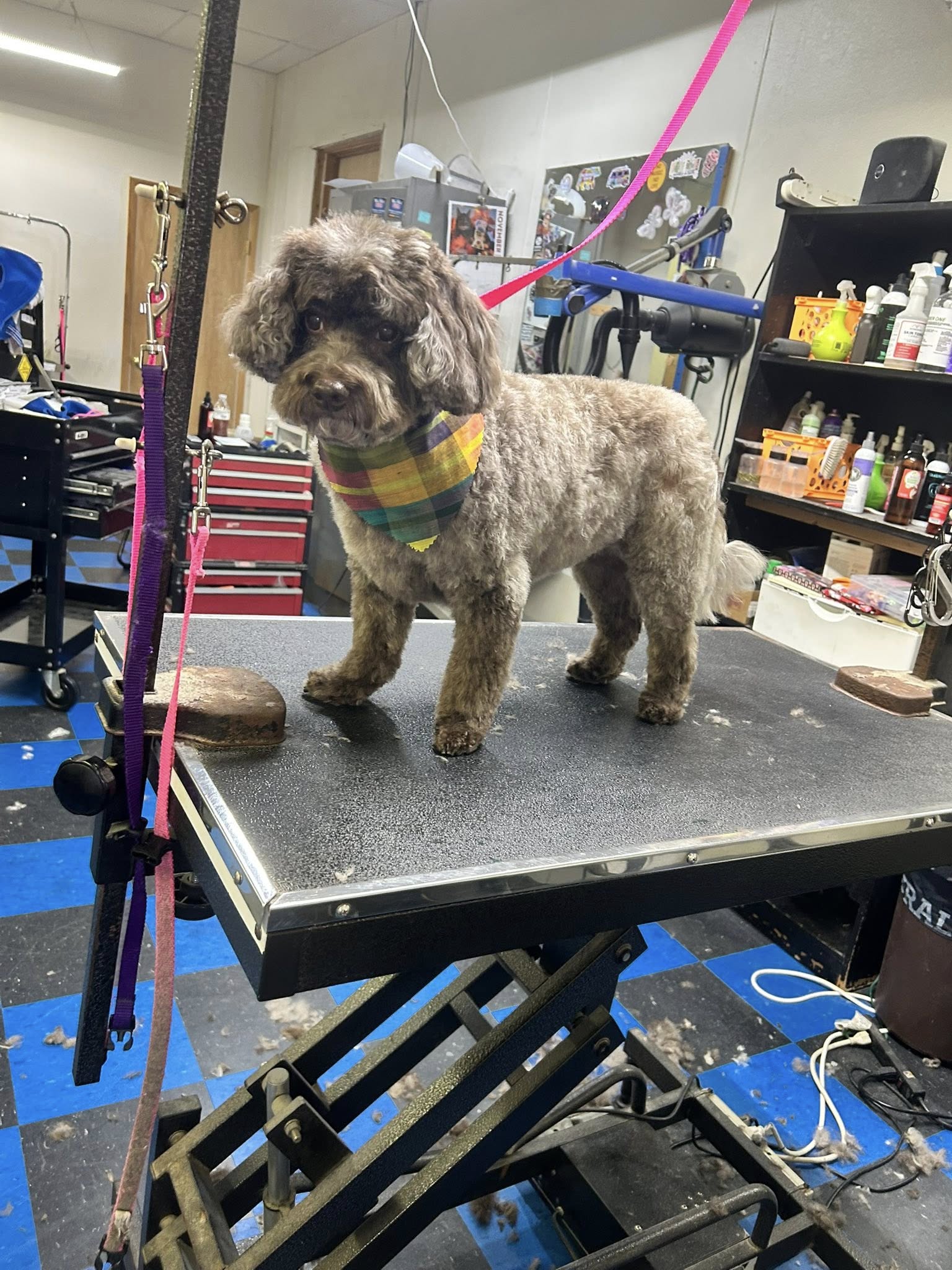Creative Canine Cuts Washington