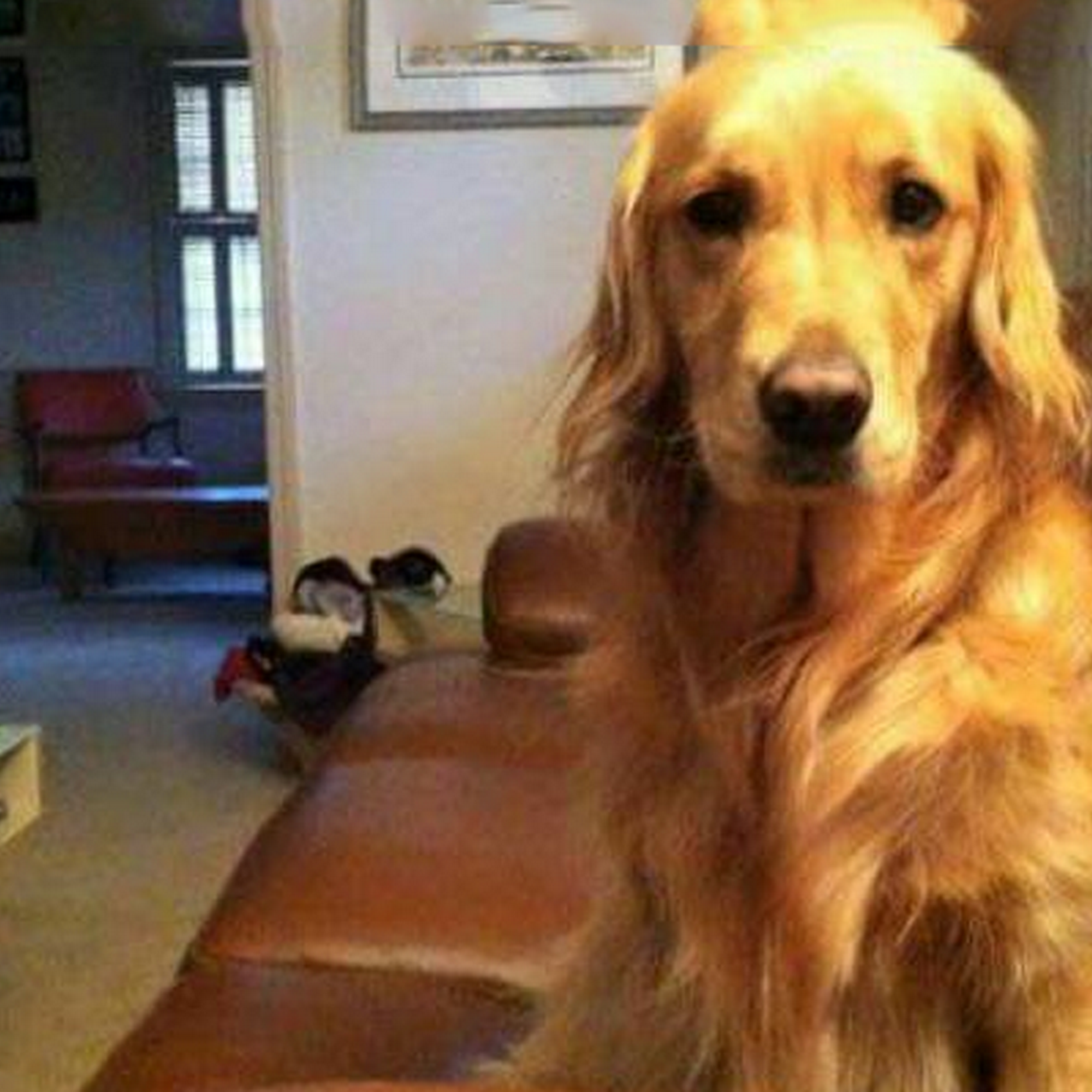 Tender Paws Pet Salon Washington